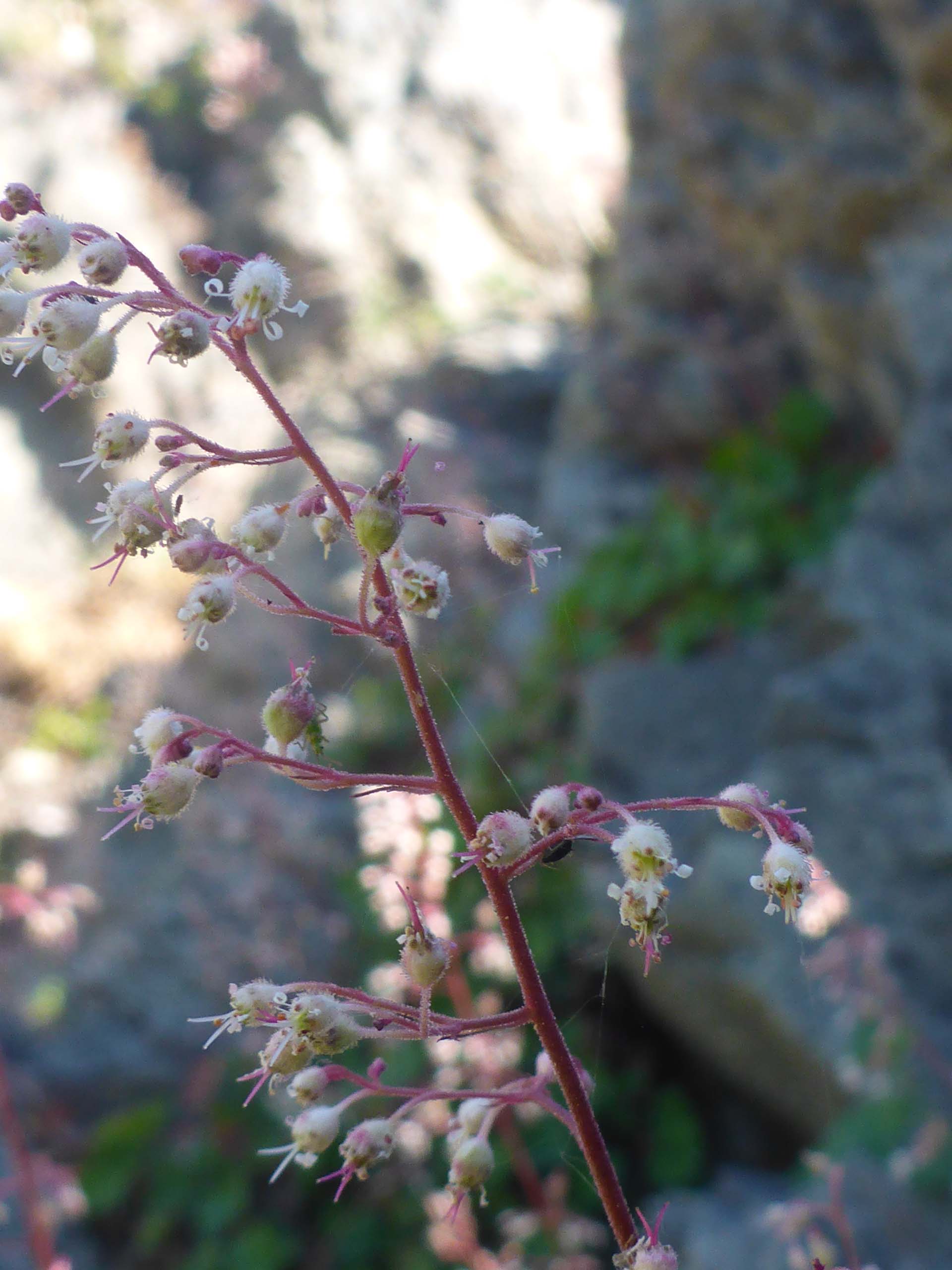 Crevice alumroot closer look. D. Burk.