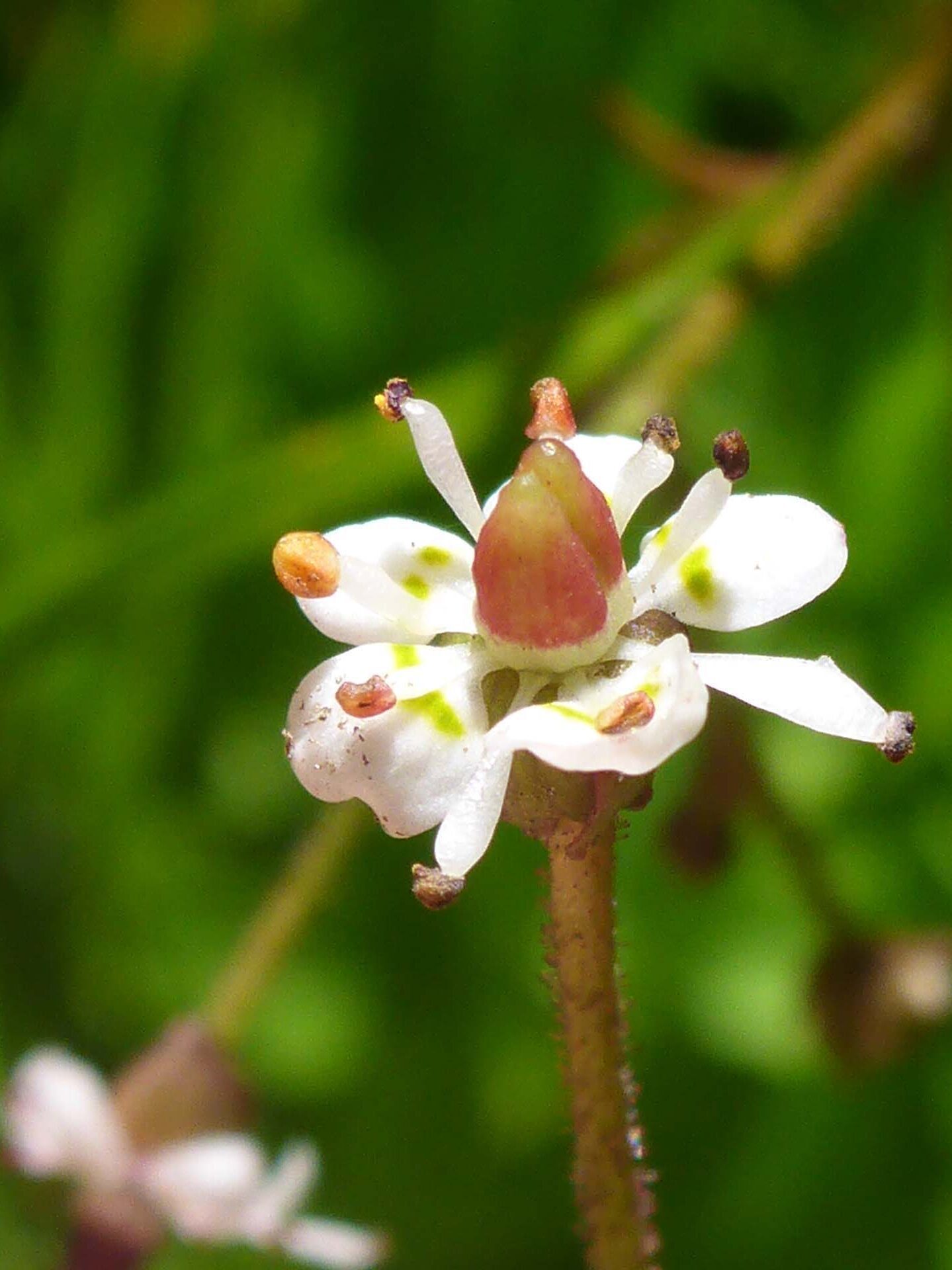 Stream-bank saxifrage close-up. D. Burk.