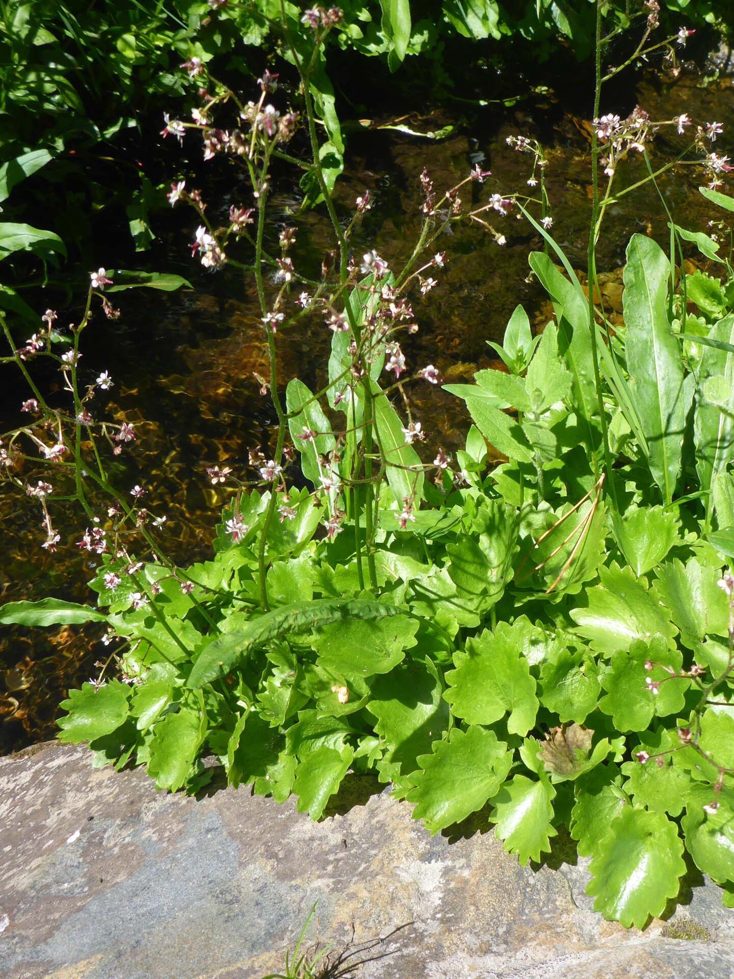 Stream-bank saxifrage. D. Burk.