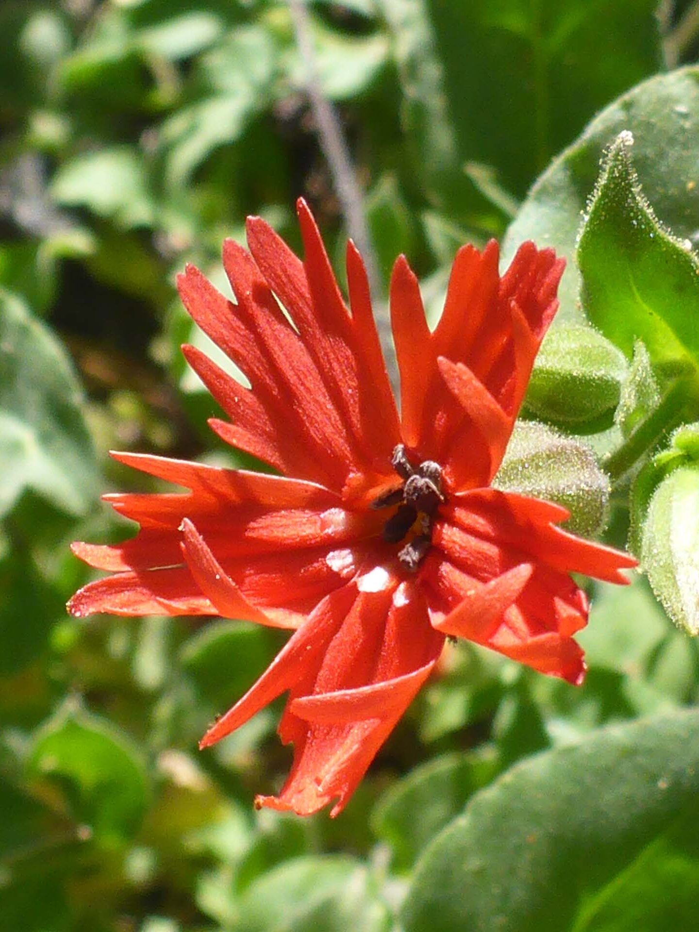 California pink close-up. D. Burk.