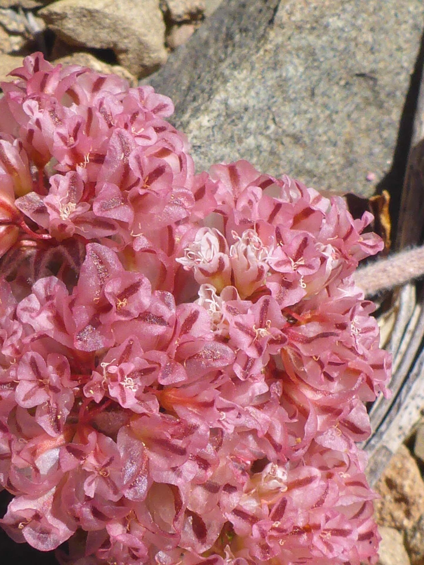 Lobb's buckwheat close-up. D. Burk.