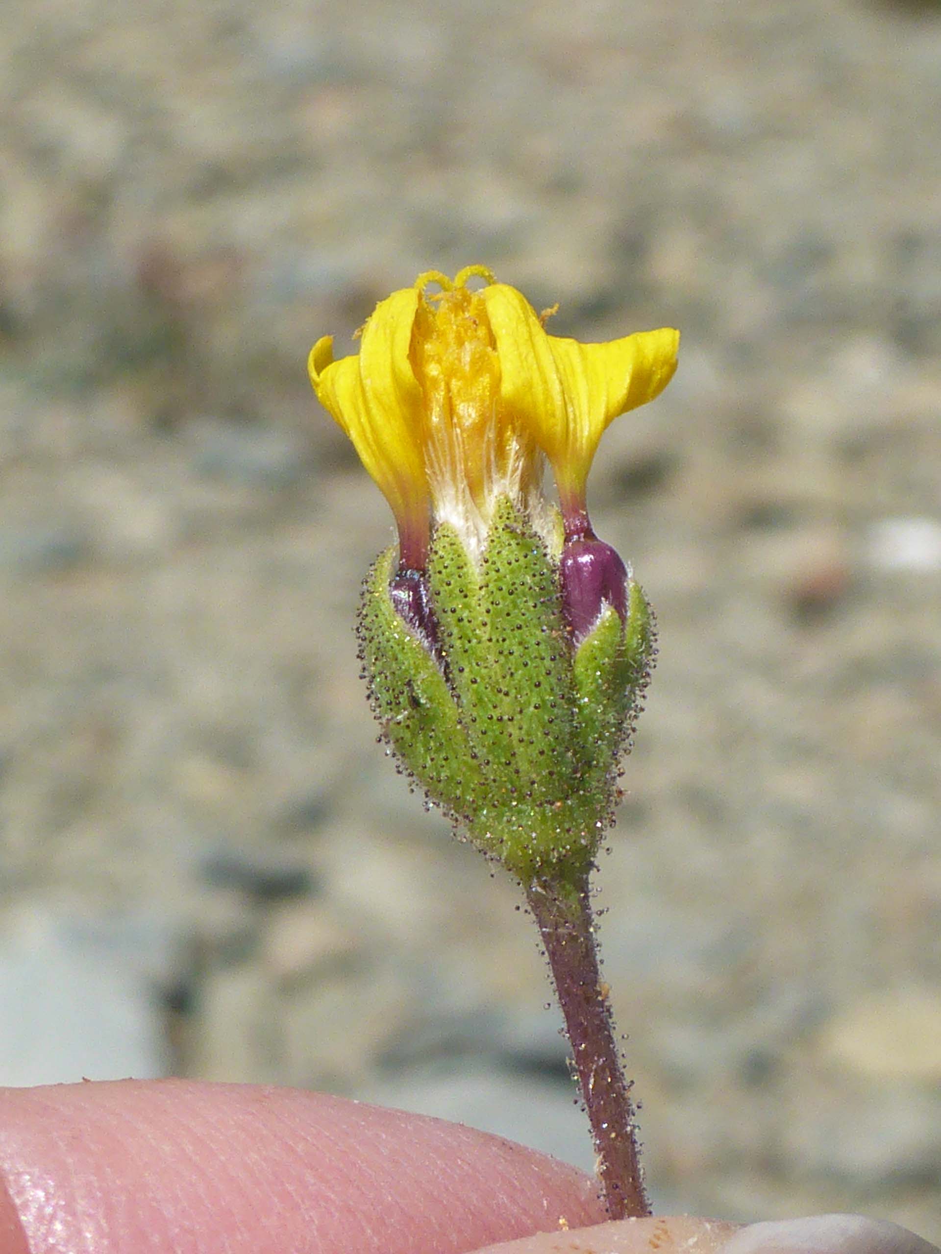 Scabrid alpine tarplant close-up. D. Burk.