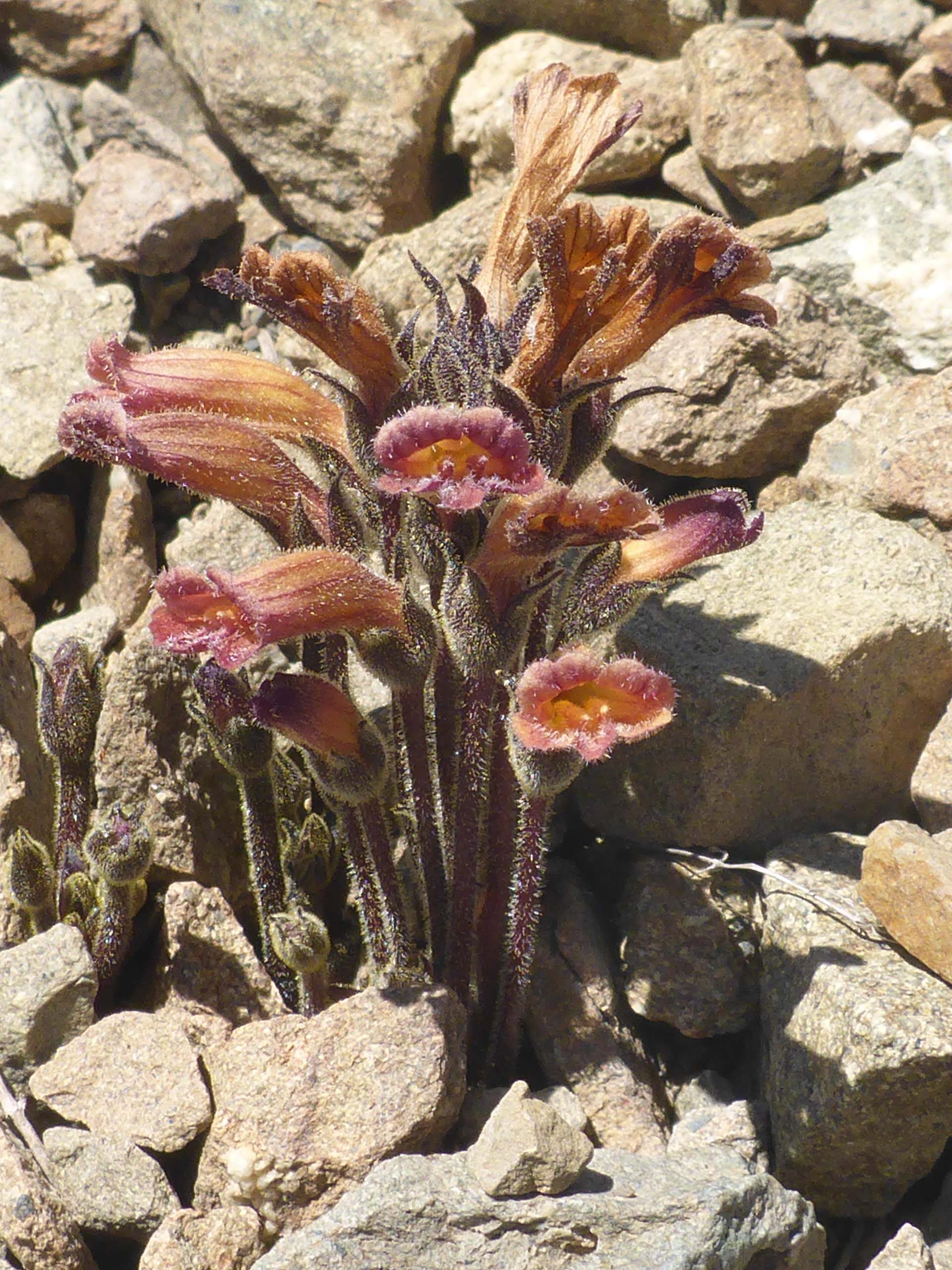 Broomrape. D. Burk.