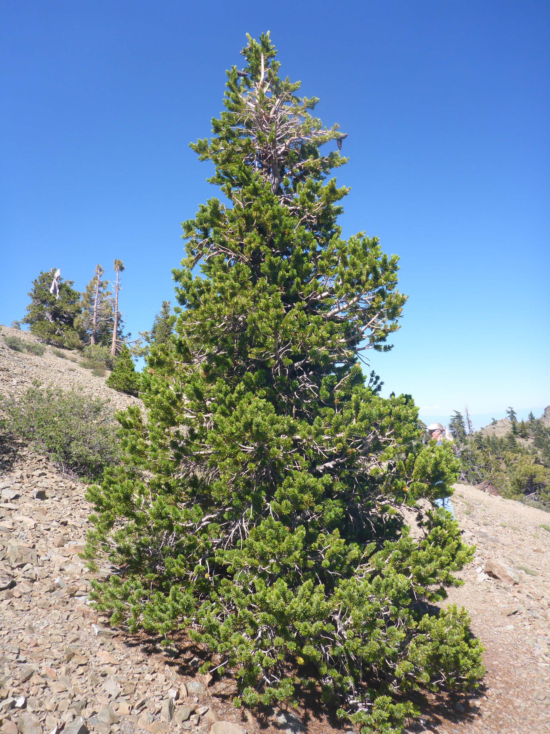 Foxtail pine. D. Burk.