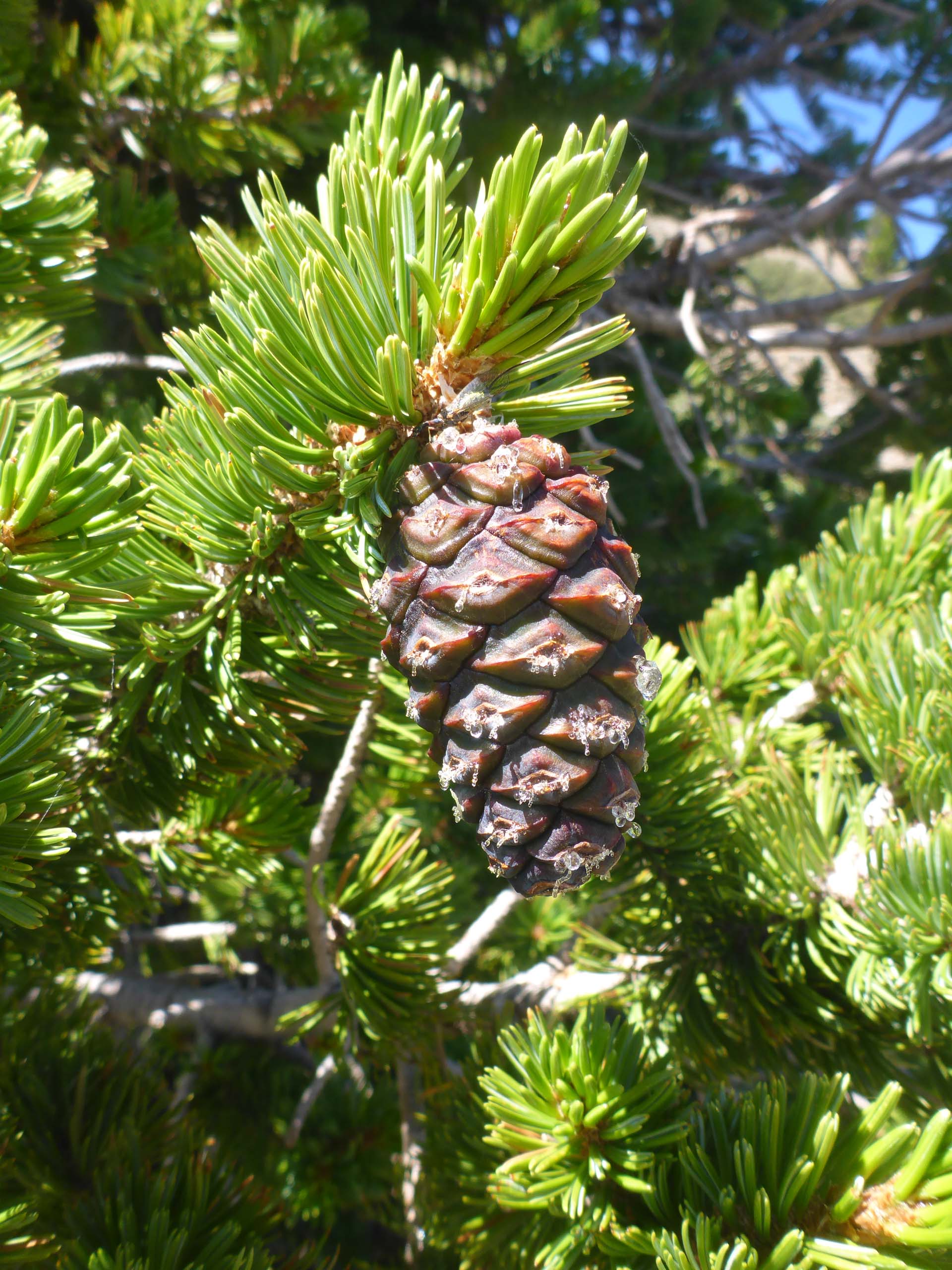 Foxtail pine cone. D. Burk.