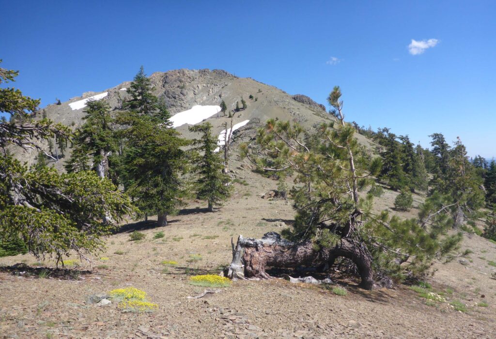 Mount Linn from the westside ridge. D. Burk.