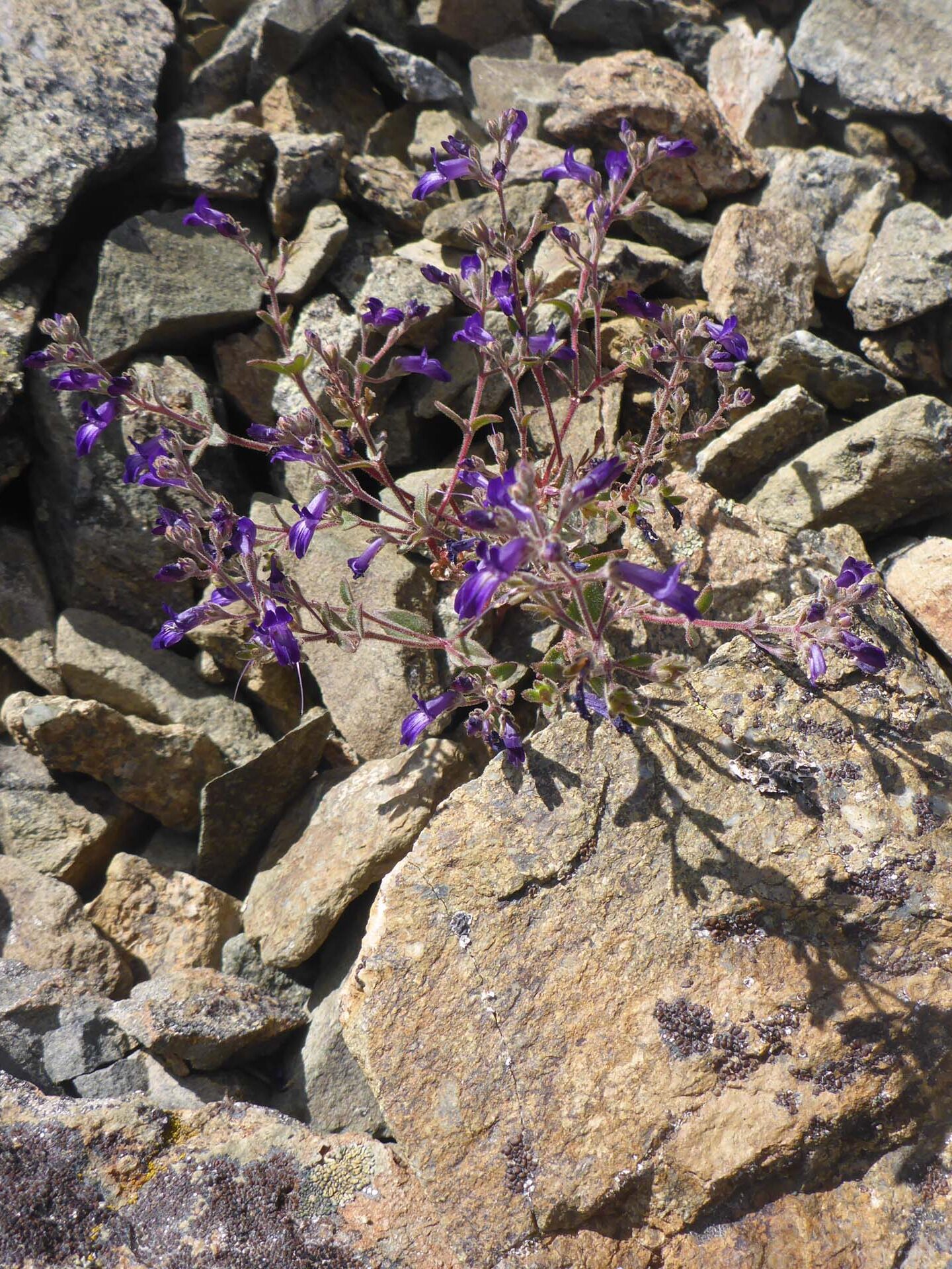 Greene's collinsia. D. Burk.