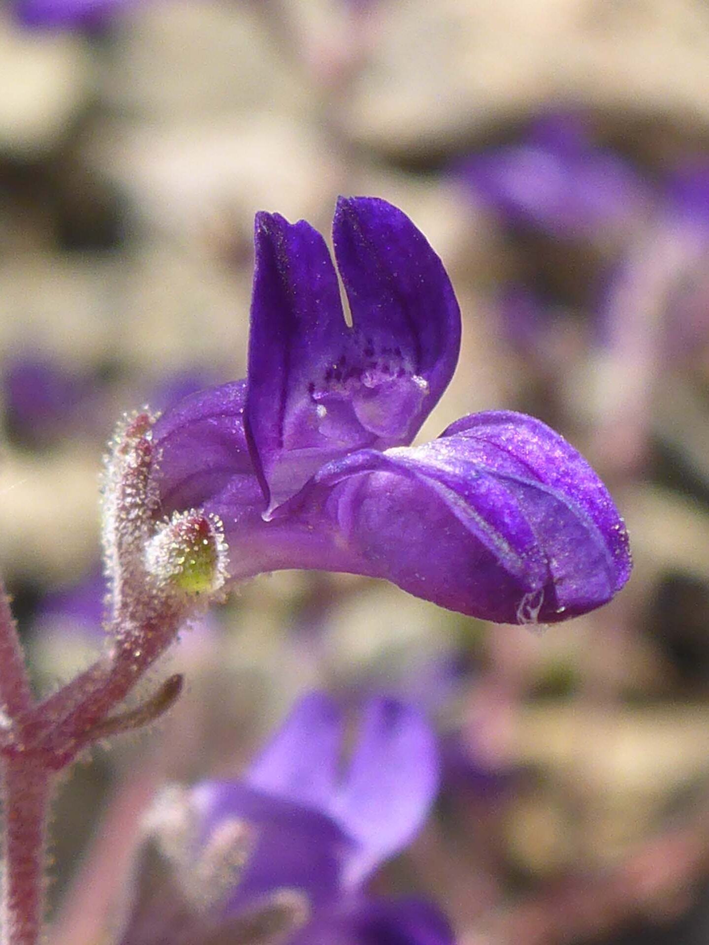 Greene's collinsia close-up. D. Burk.