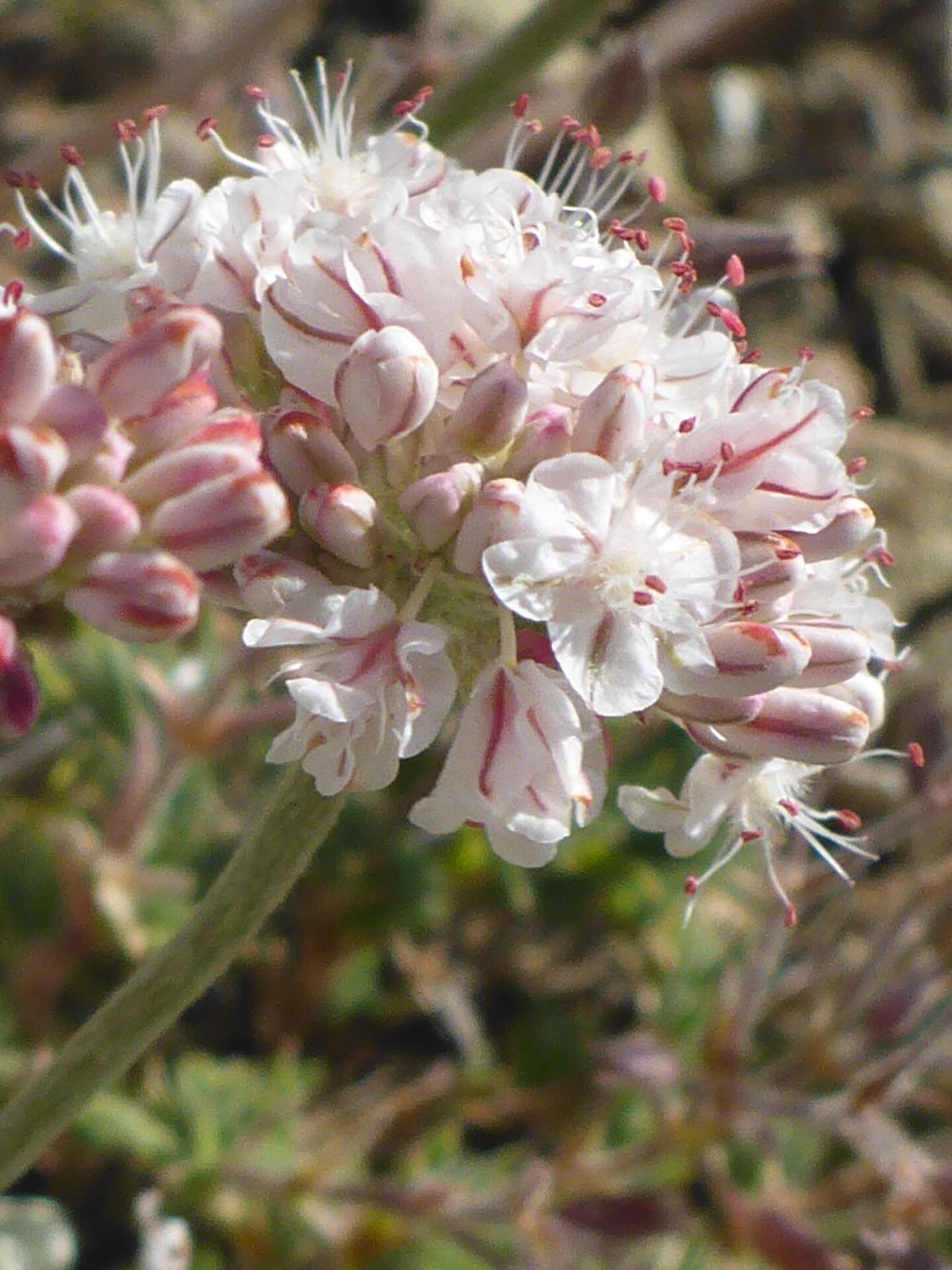 Greene's buckwheat close-up. D. Burk.