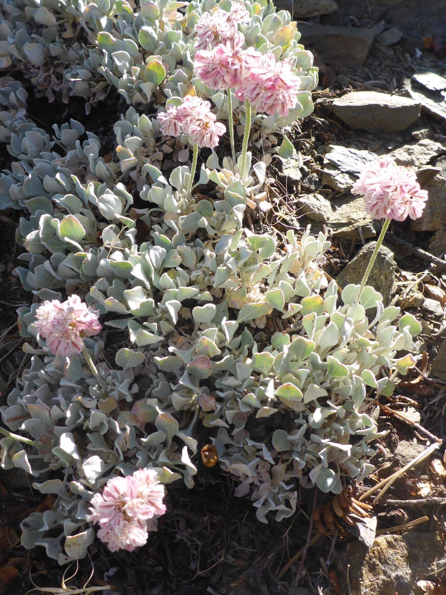 Greene's buckwheat. D. Burk.