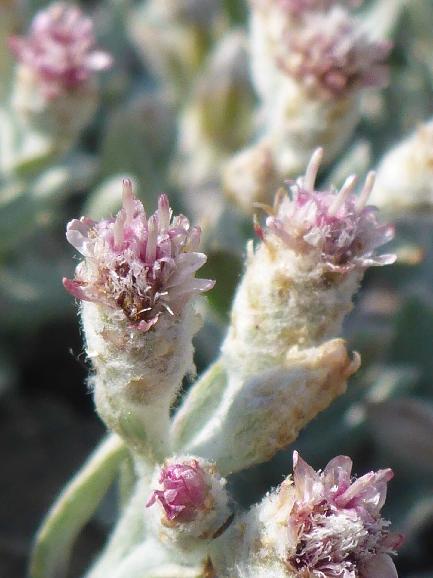 Geyer's pussytoes close-up. D. Burk.