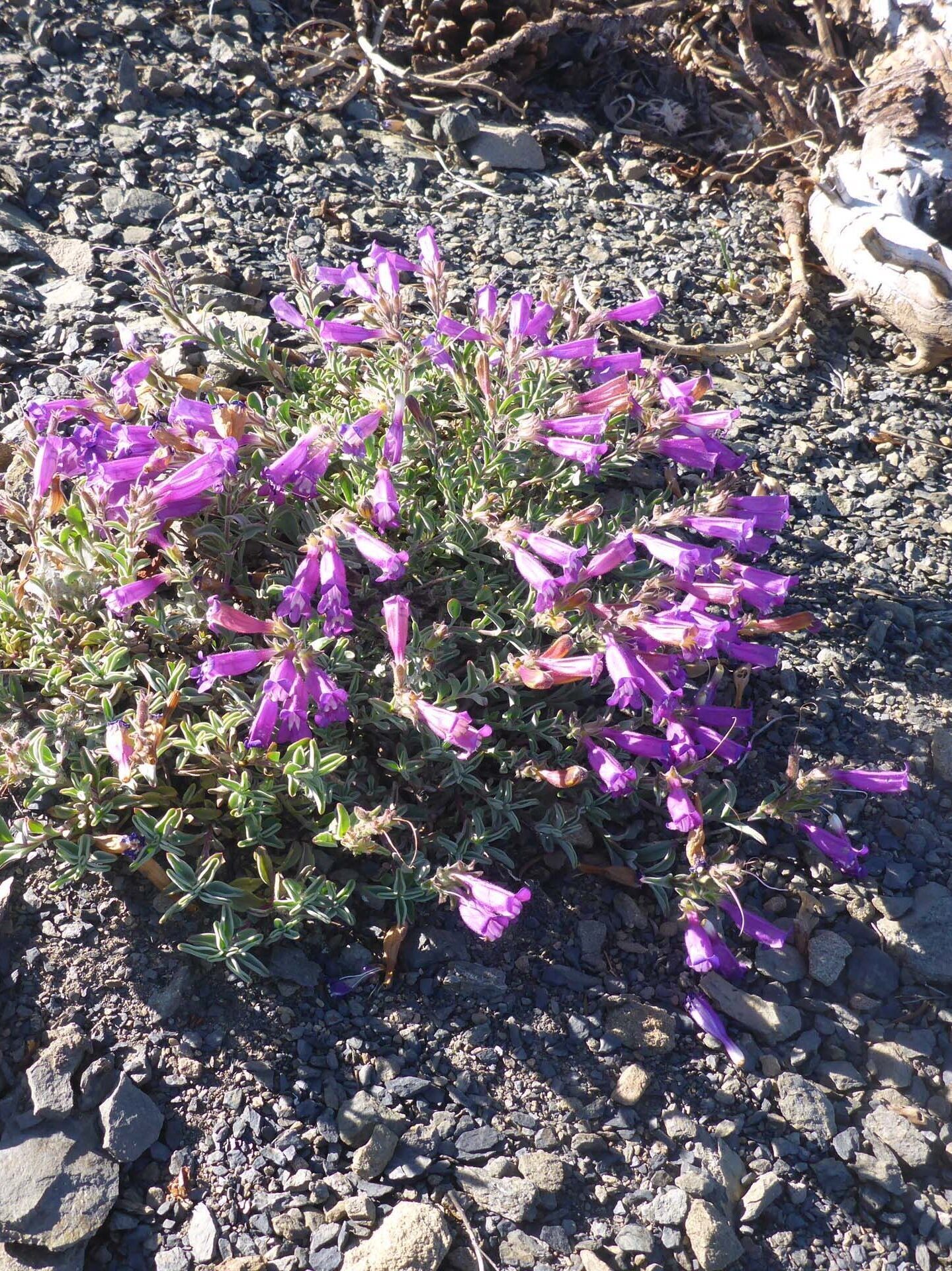 Snow Mountain beardtongue. D. Burk.