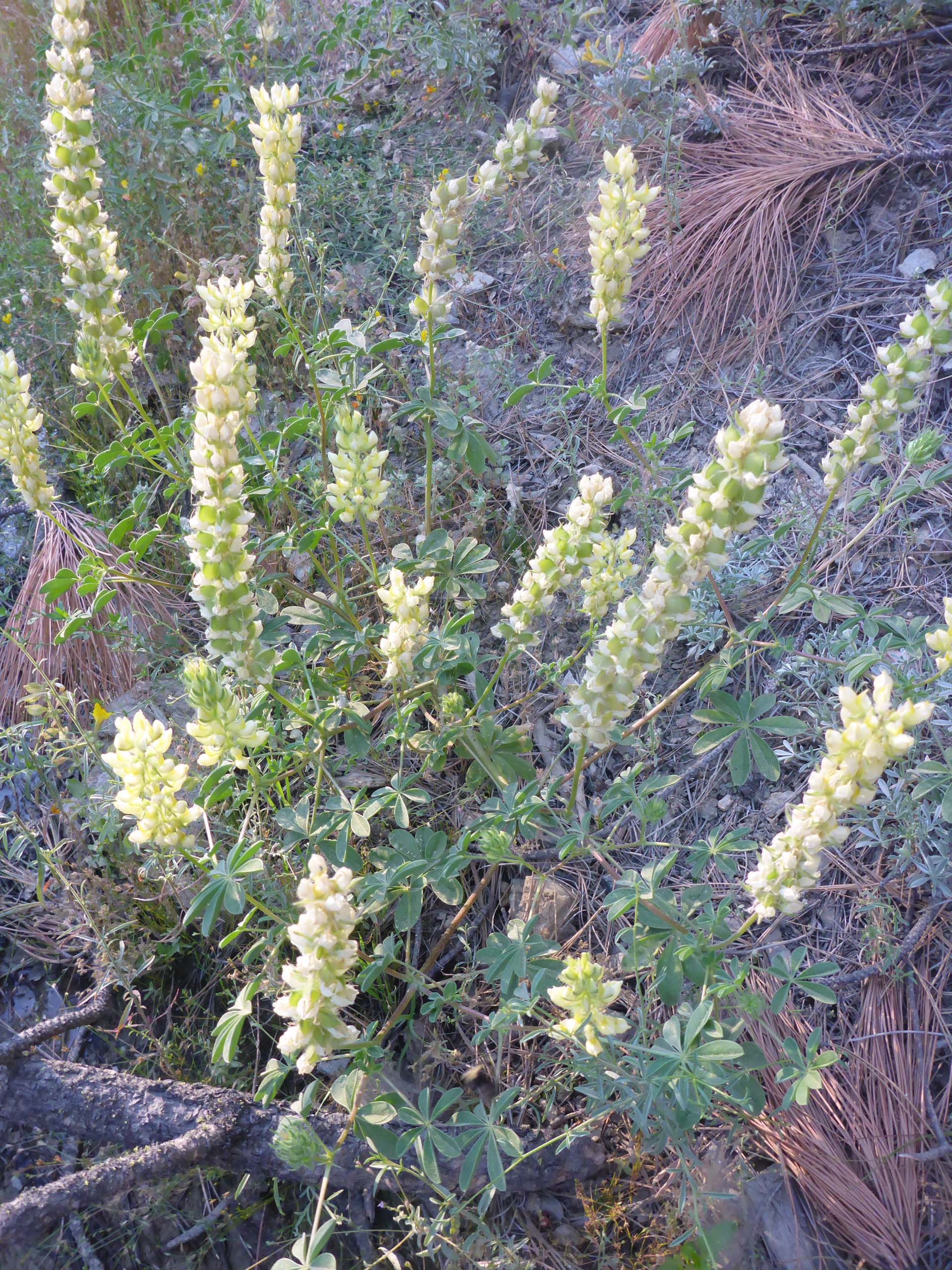 Butter lupine. D. Burk.