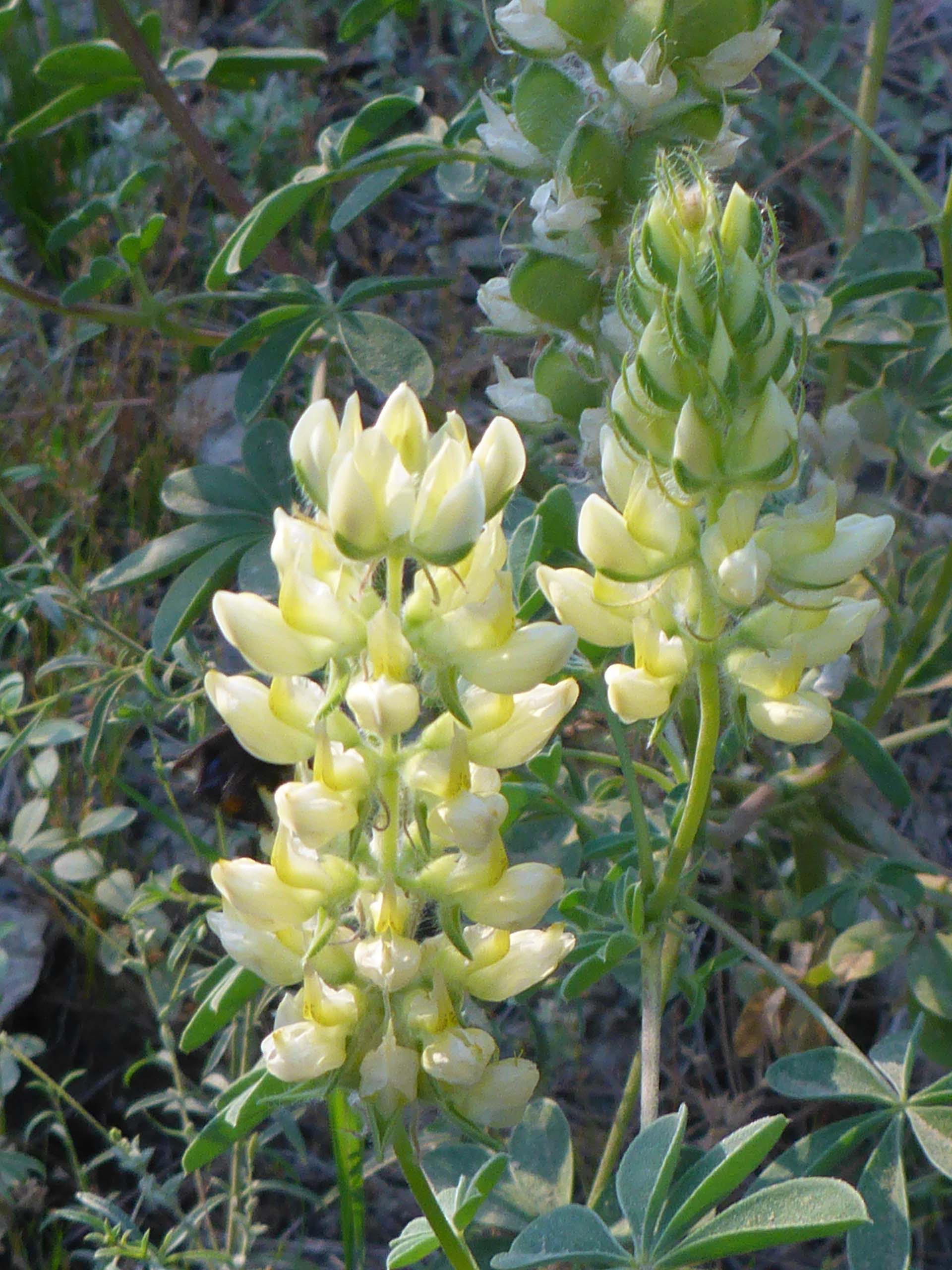 Butter lupine closer look. D. Burk.