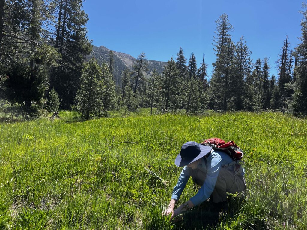 Philippa Stone at Mount Shasta. M. Wilson.