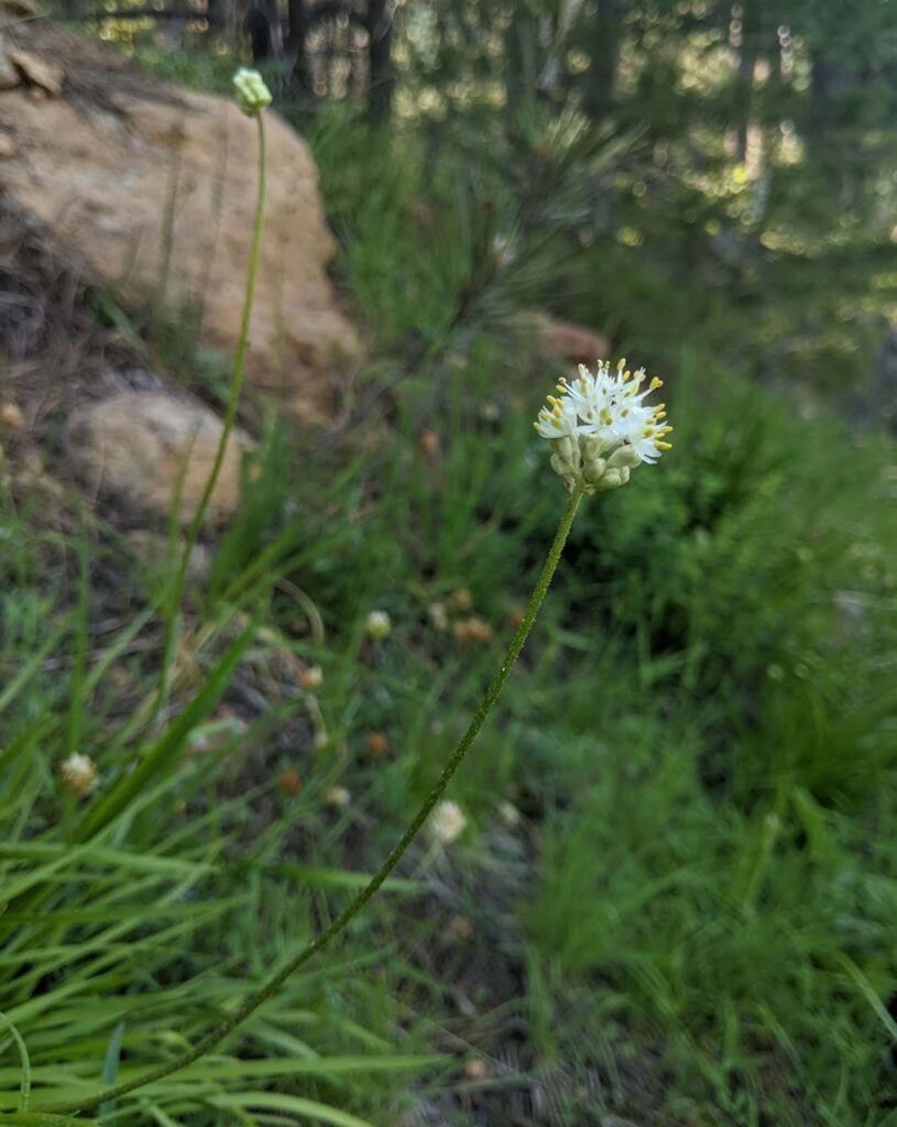 Western false asphodel. P. Stone.