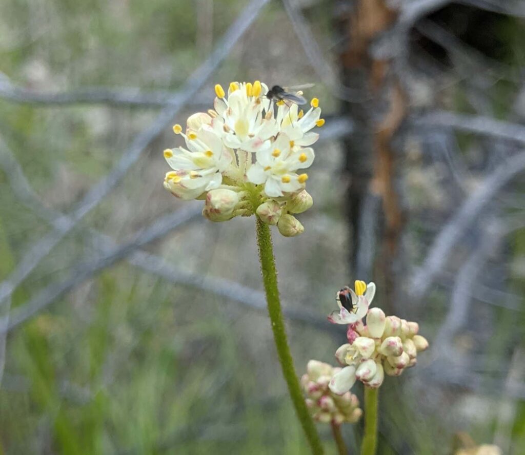 Western false asphodel. P. Stone.