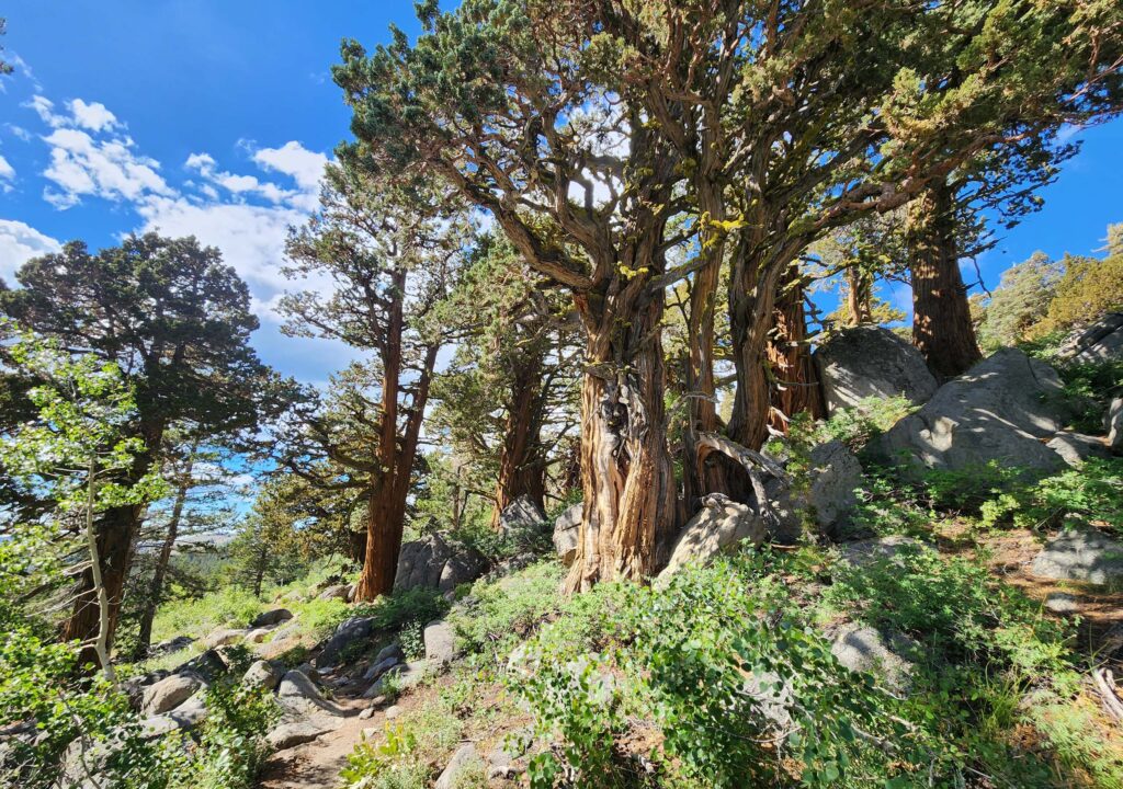 Sierra junipers on trail. D. Burk.