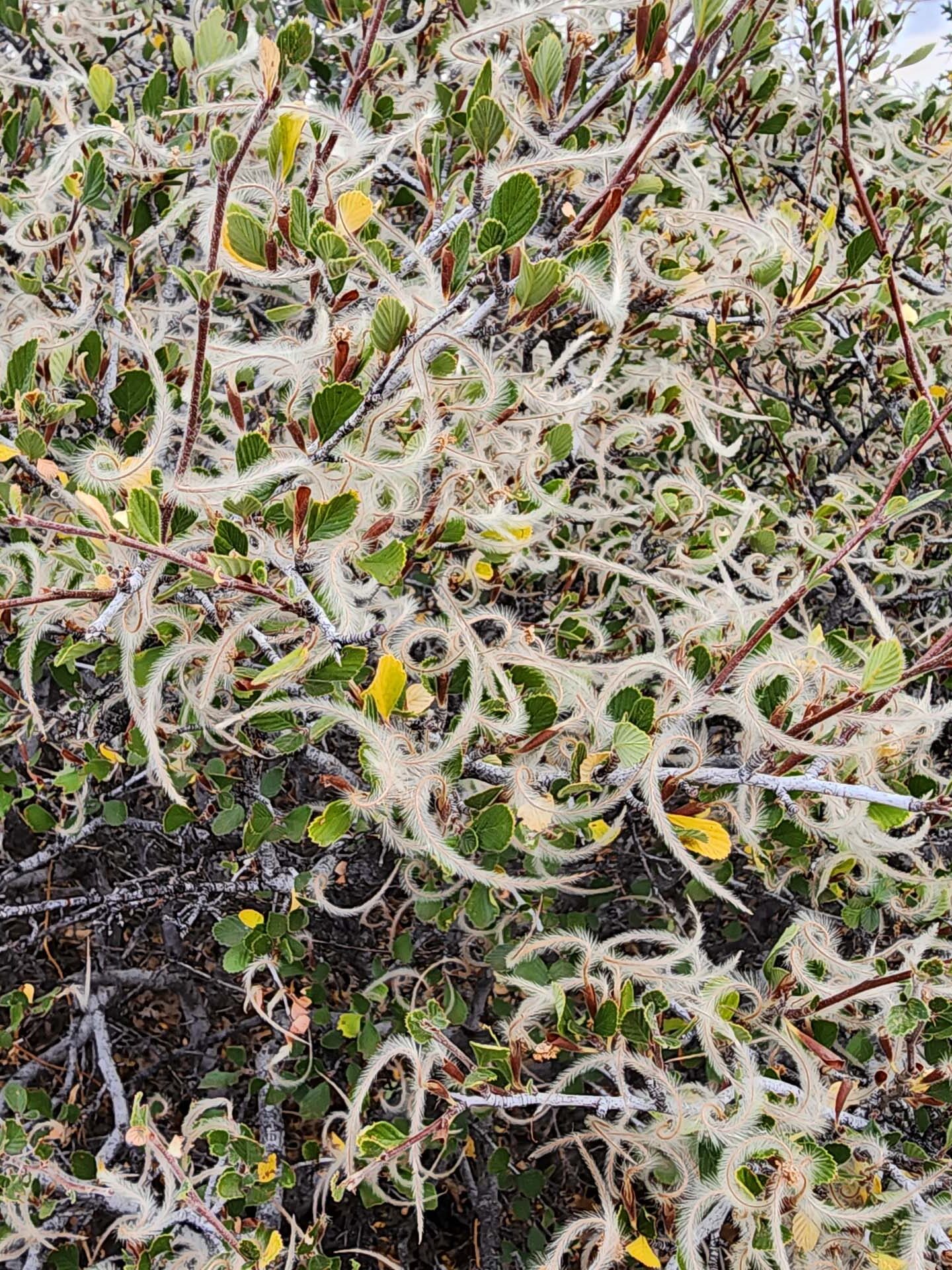 Birch-leaved mountain-mahogany in seed. D. Burk. September 24, 2023. Hat Creek Rim PCT.