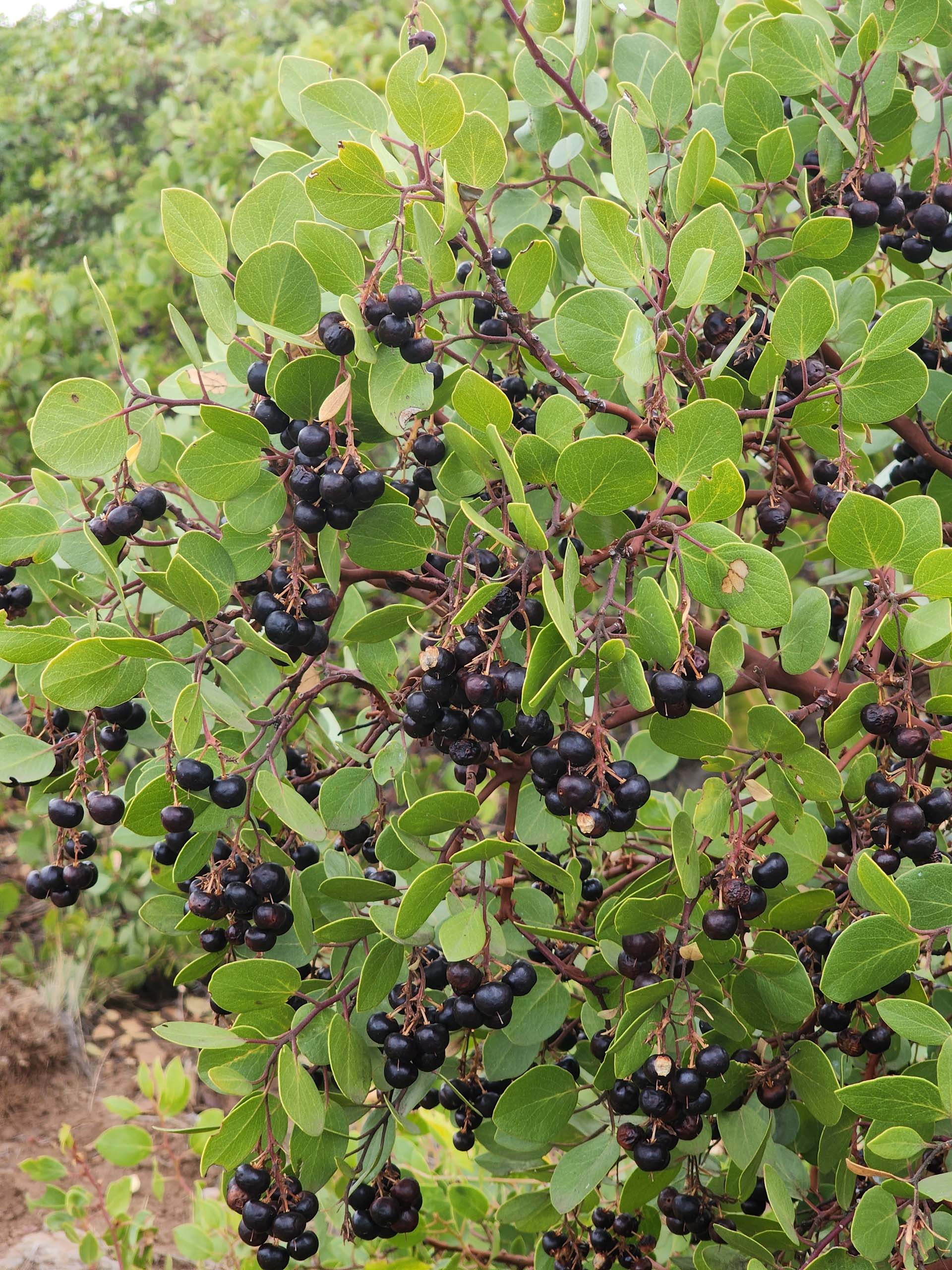 Greenleaf manzanita in fruit. D. Burk. September 24, 2023. Hat Creek Rim PCT.