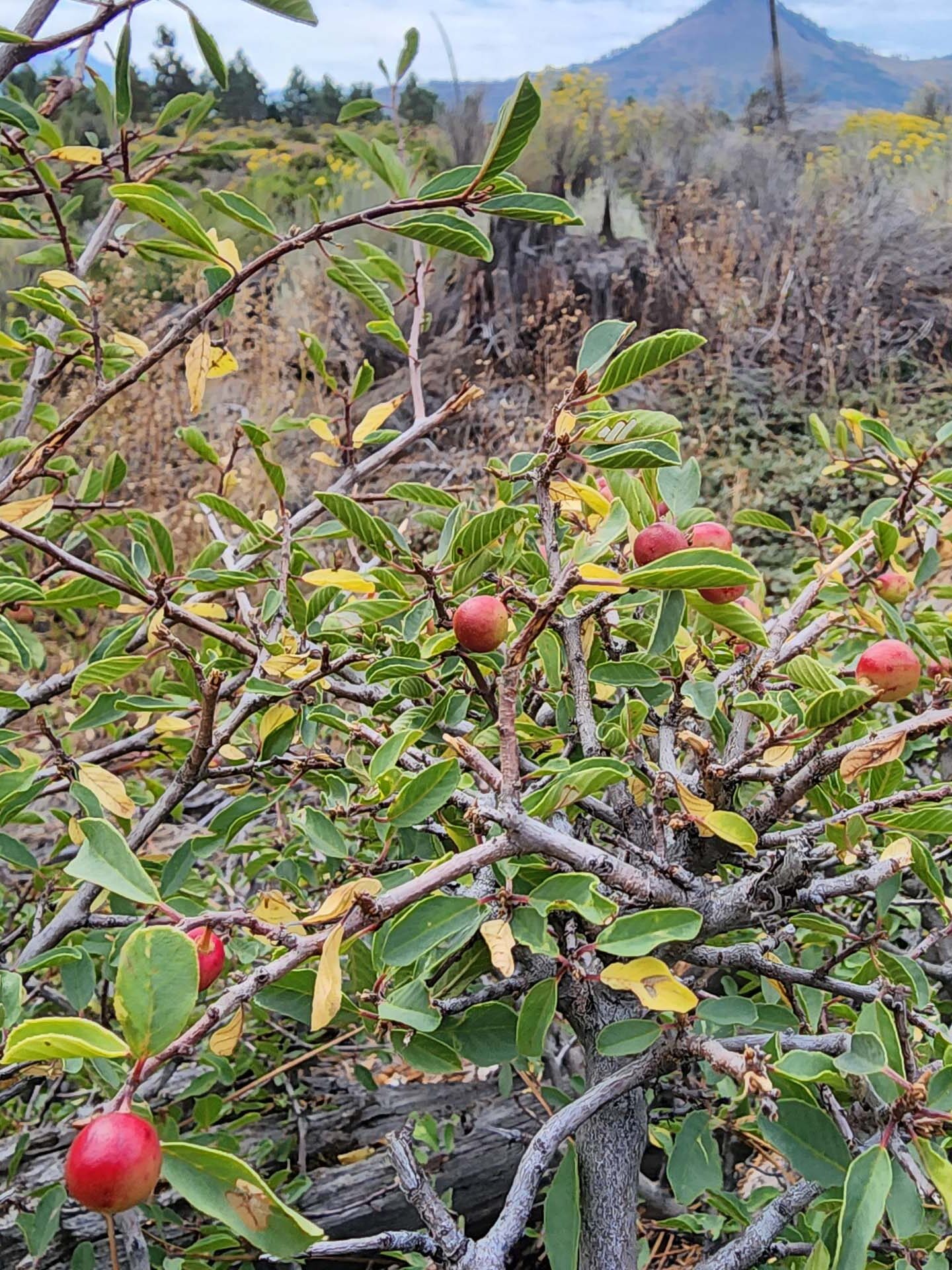 California coffeeberry in fruit. D. Burk. September 24, 2023. Hat Creek rim PCT.