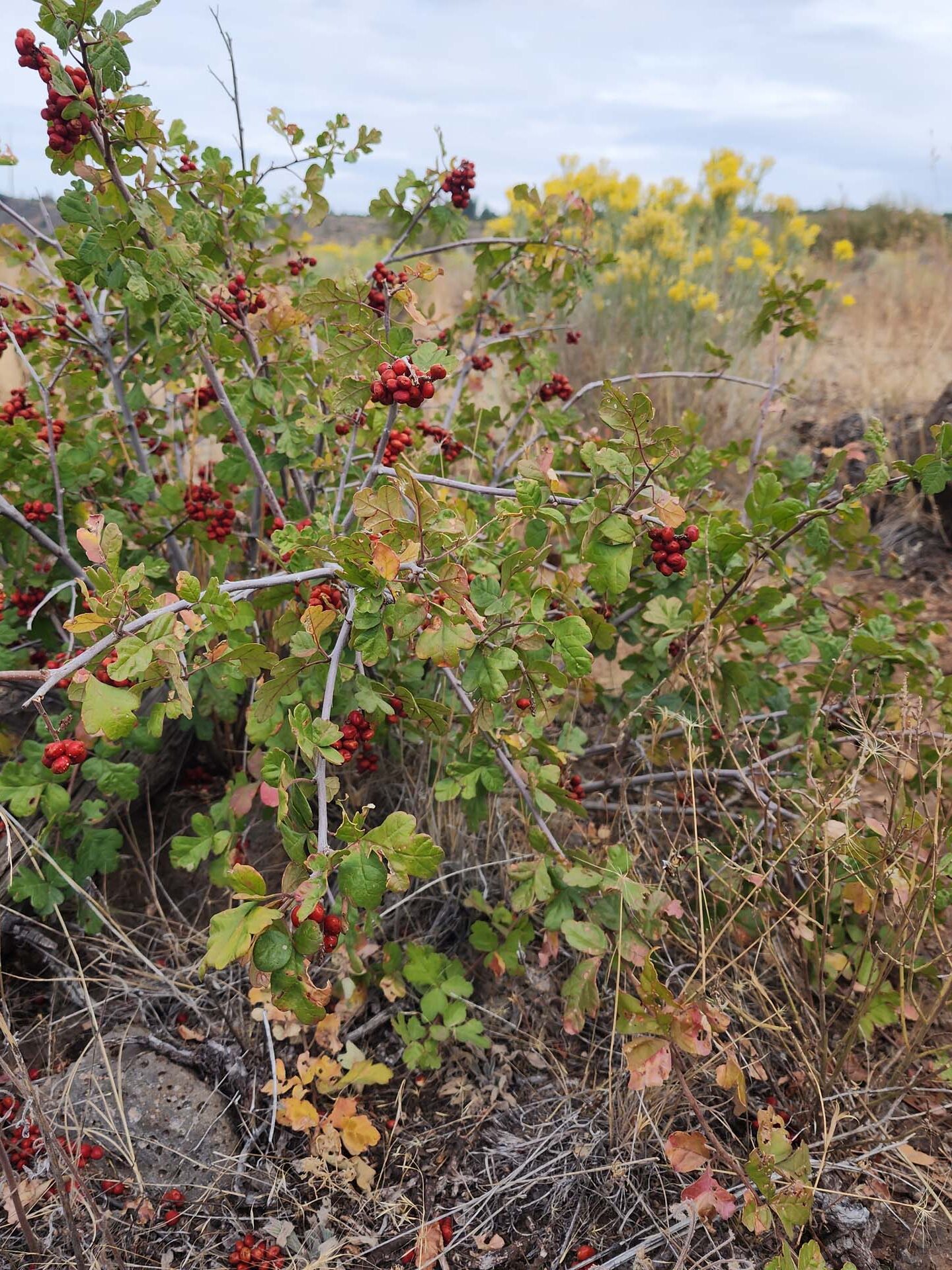 Fragrant sumac in fruit. D. Burk. September 24, 2023. Hat Creek rim PCT.