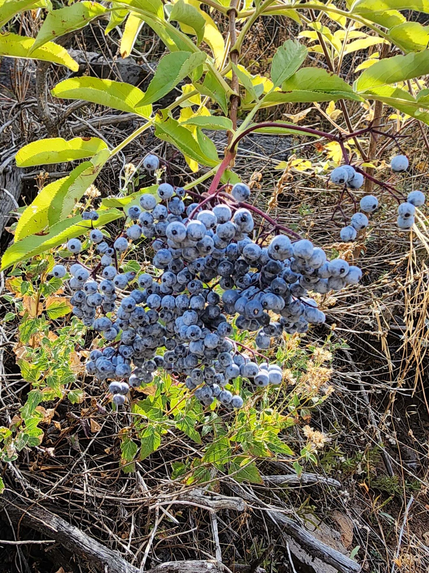 Blue elderberry in fruit. D. Burk. September 24, 2023. Trail to Lost Creek from Hat Creek Rim PCT.