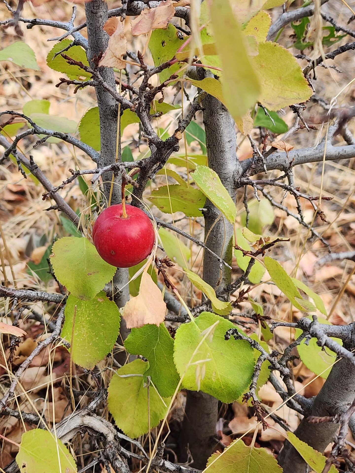 Sierra plum in fruit. D. Burk. September 24, 2023. Hat Creek Rim PCT.