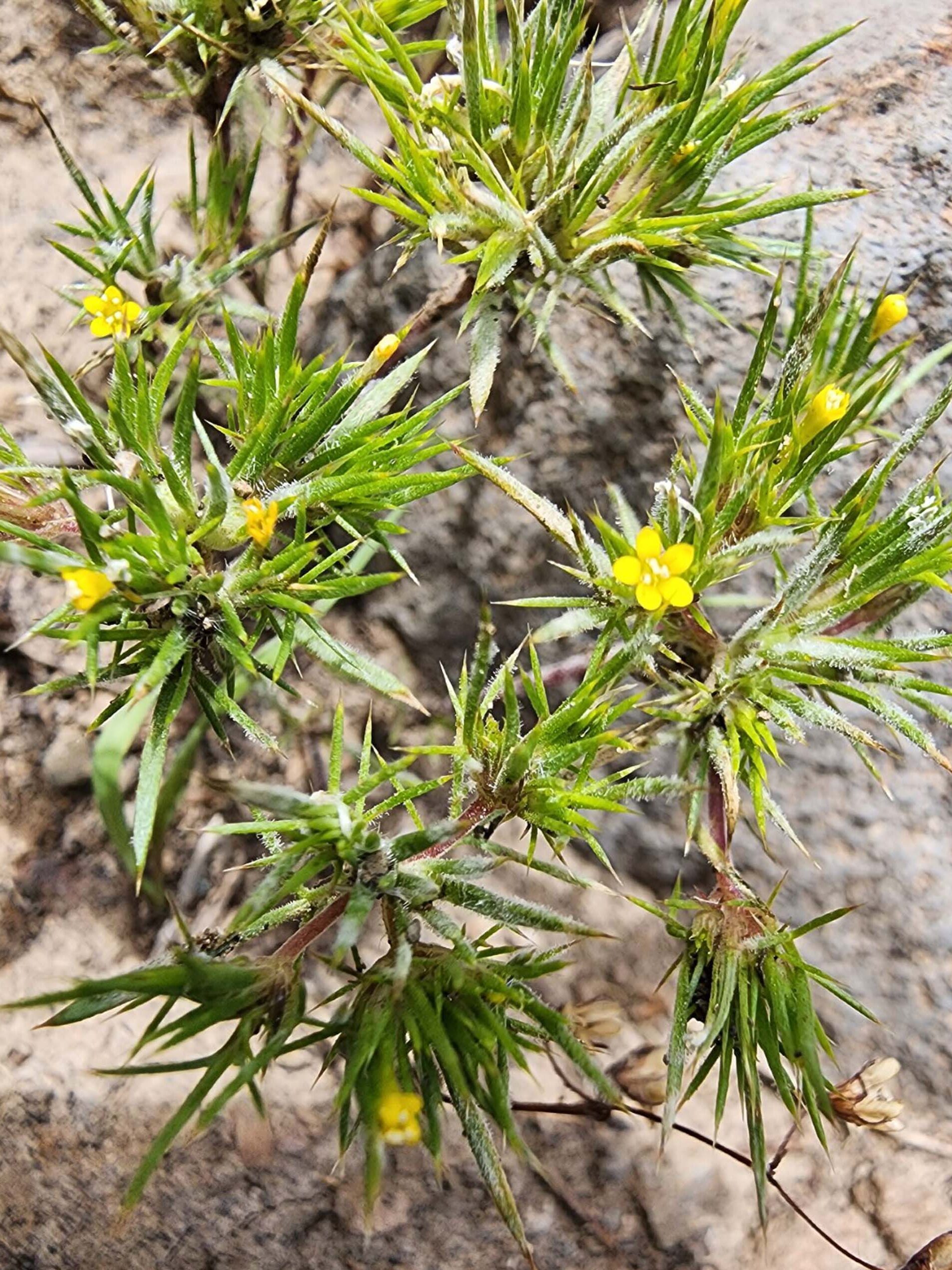 Brewer's navarretia. B. Sweatt. August 24, 2023. Meiss Meadow.