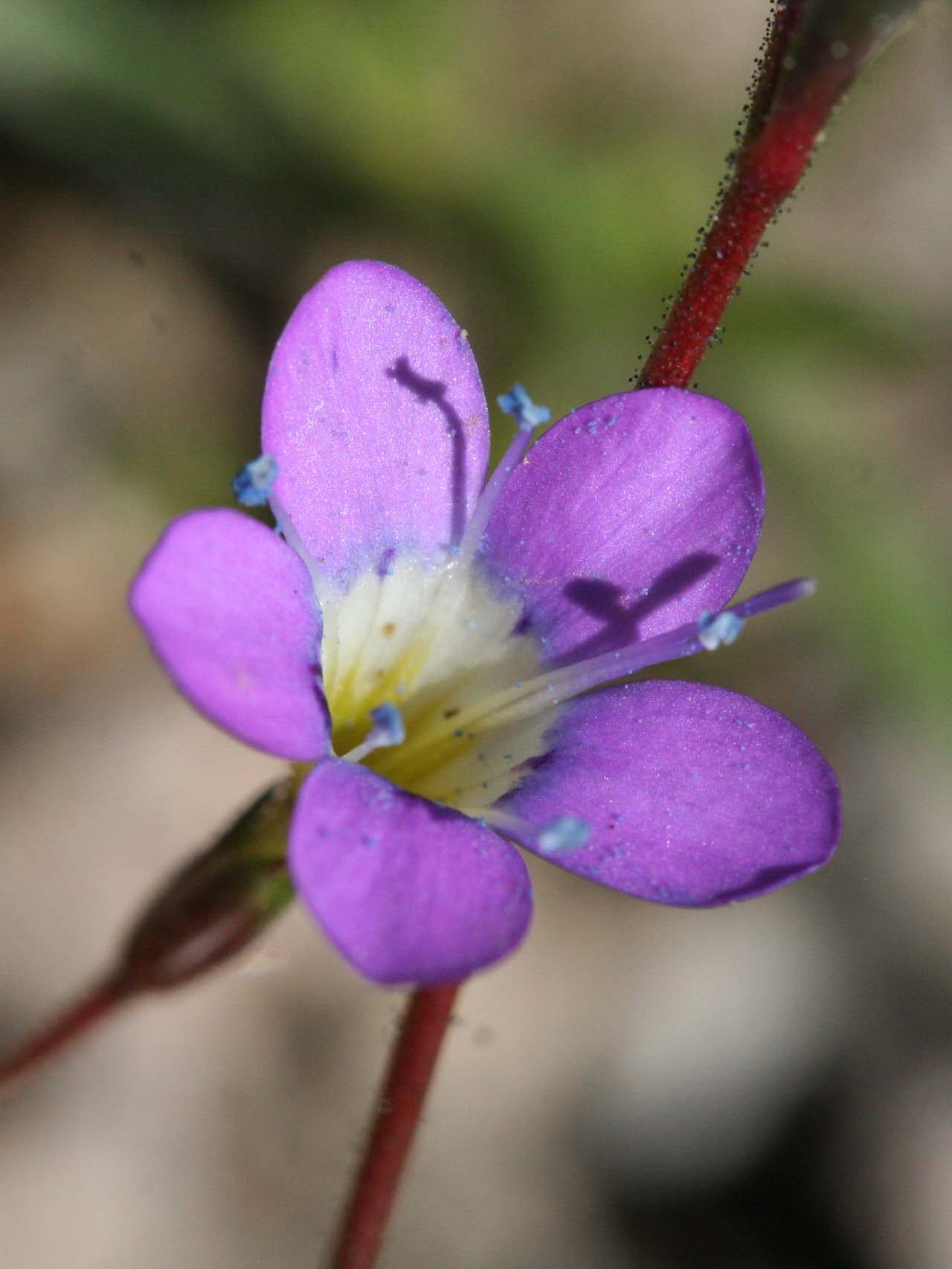 Bridge's gilia. R. Gill. August 24, 2023. Meiss Meadow.