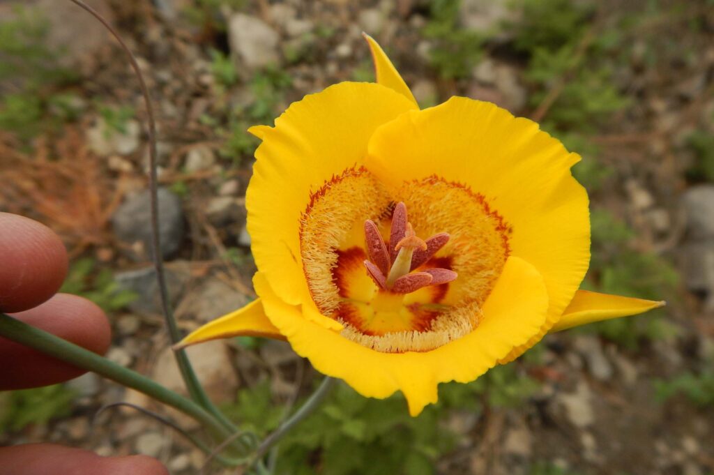 Pleasant Valley mariposa lily. L. Lindstrand III.