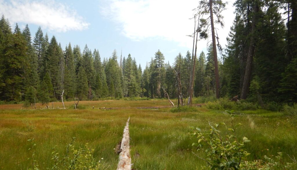 Meadow. L. Lindstrand III.