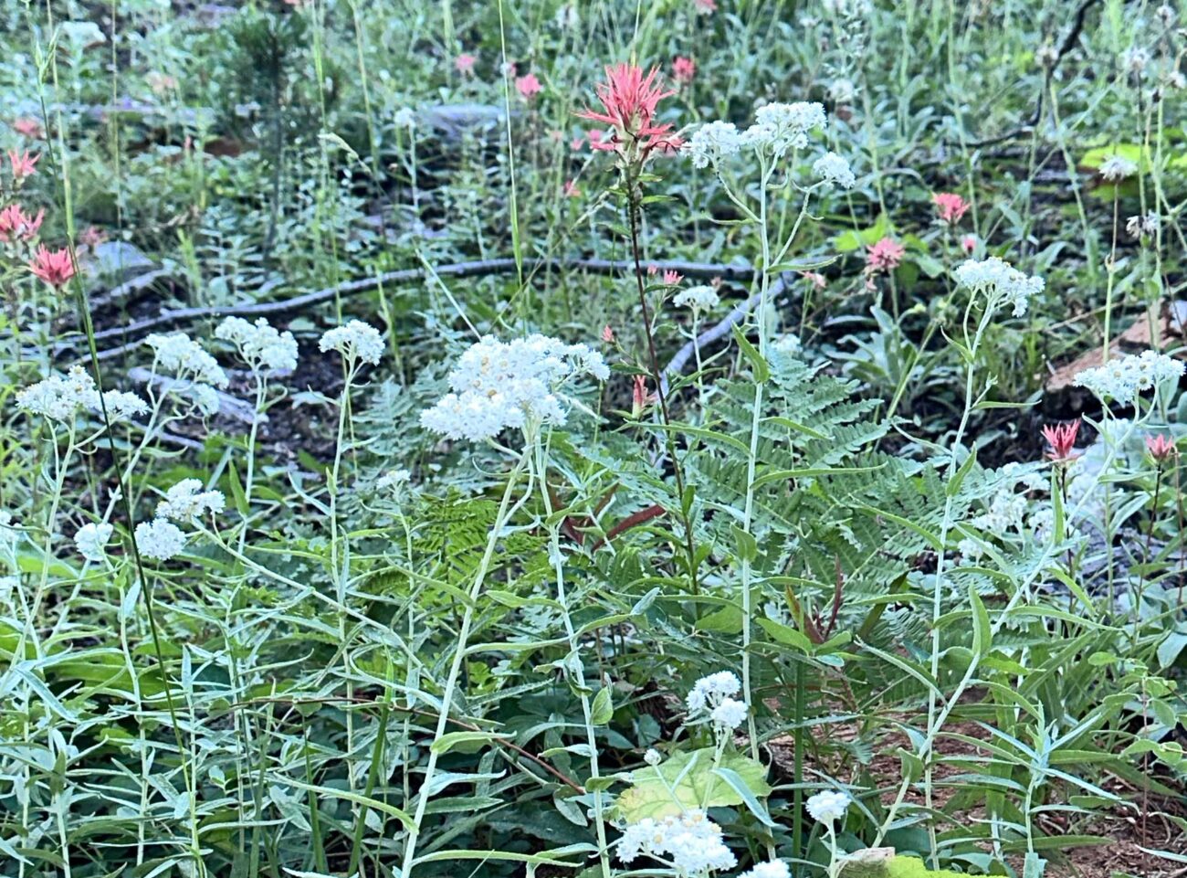 Pearly-everlasting, Indian-paintbrush, and western bracken. A. Henderson.