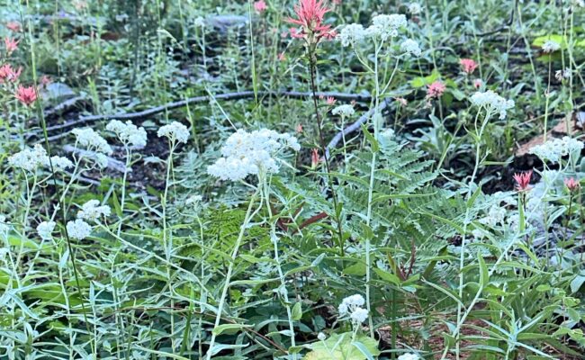 Pearly-everlasting, Indian-paintbrush, and western bracken. A. Henderson.