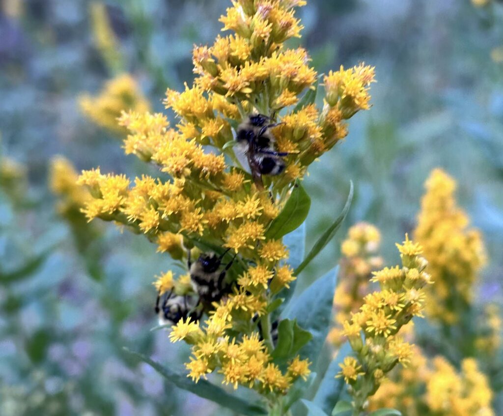 Sleeping bees in goldenrod. A. Henderson