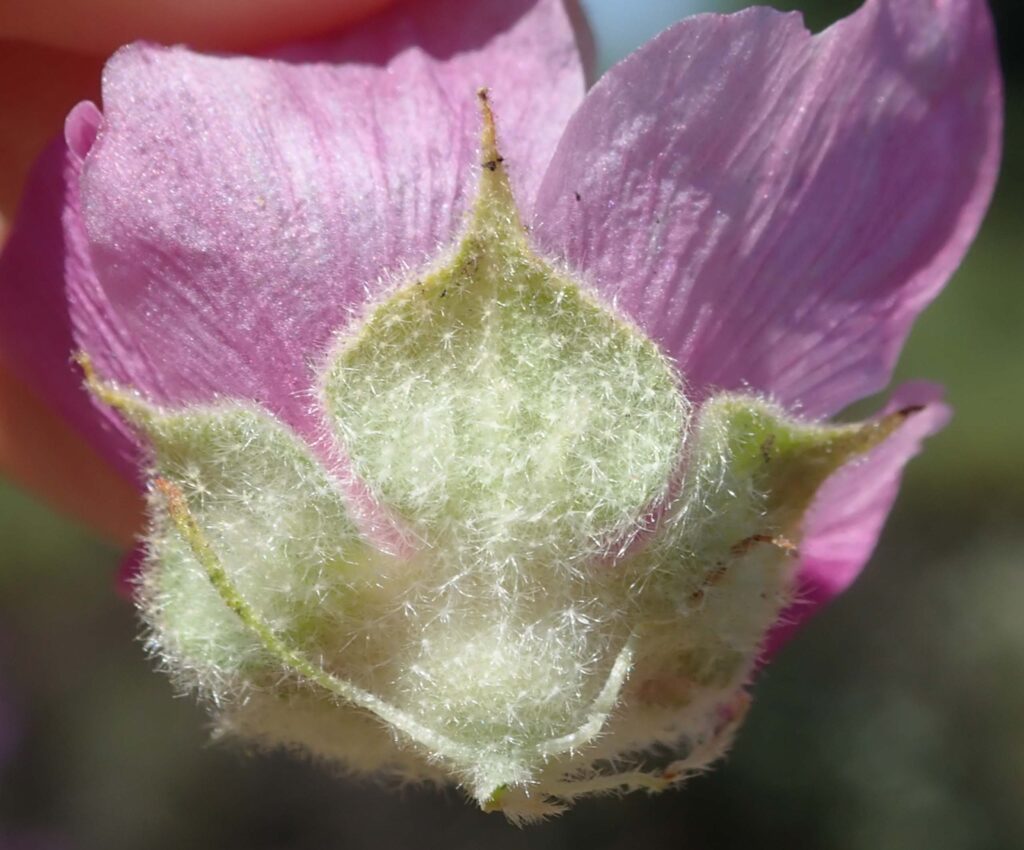 Petals, sepals, and bracts. K. Morse.