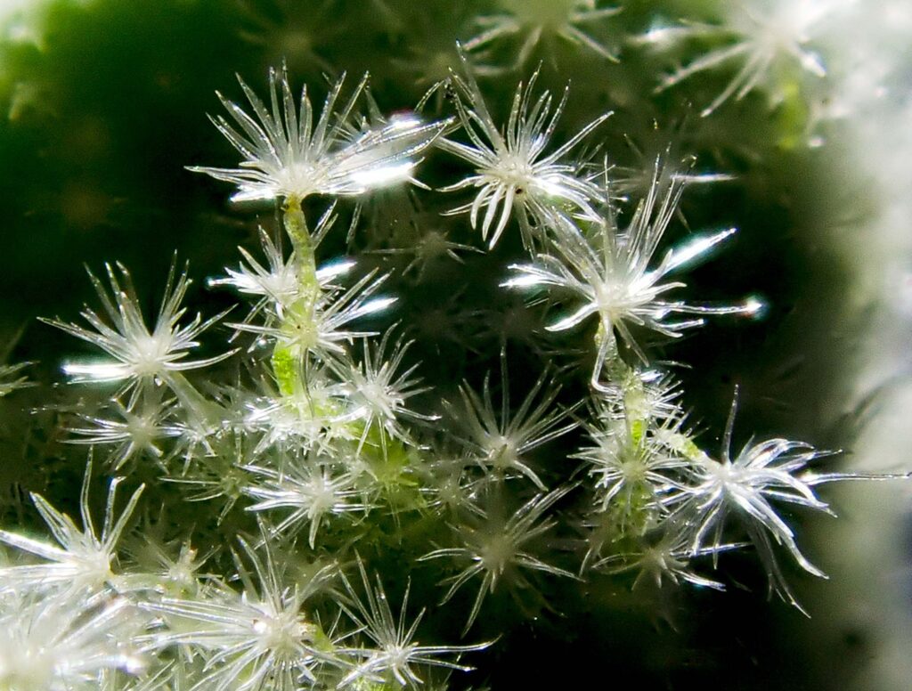 Stellate trichomes on calyx. K. Morse.