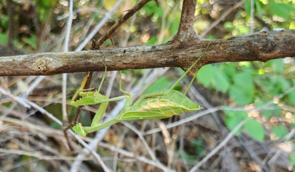 Arizona mantis. J. Malik.