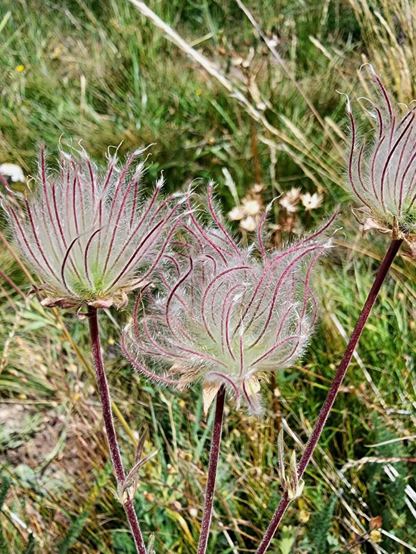 Old-man's-whiskers seed heads. B. Sweatt. August 24, 2023. Meiss Meadow.