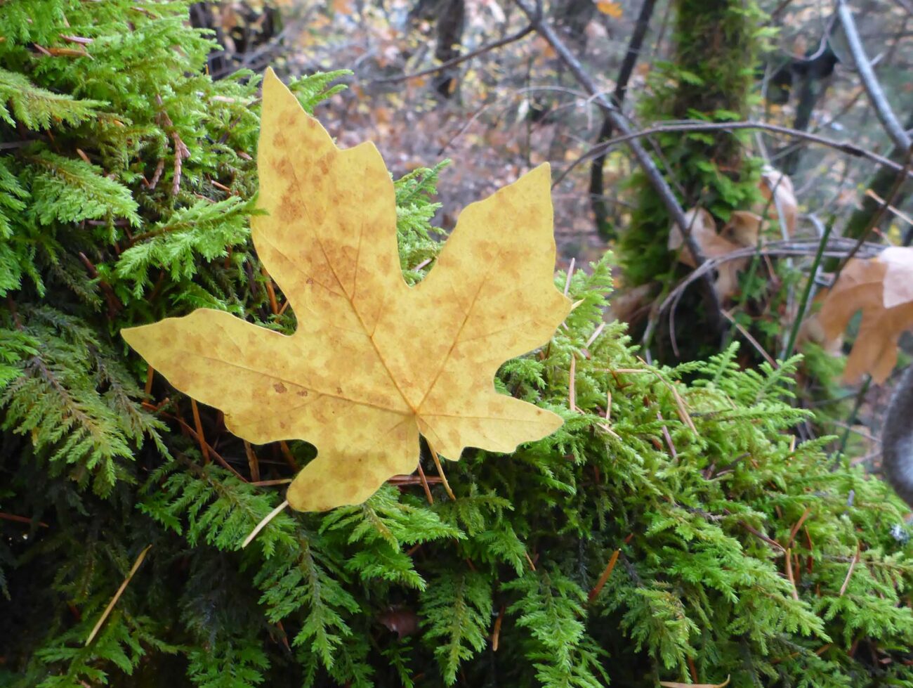 Big Leaf maple leaf. D. Burk.