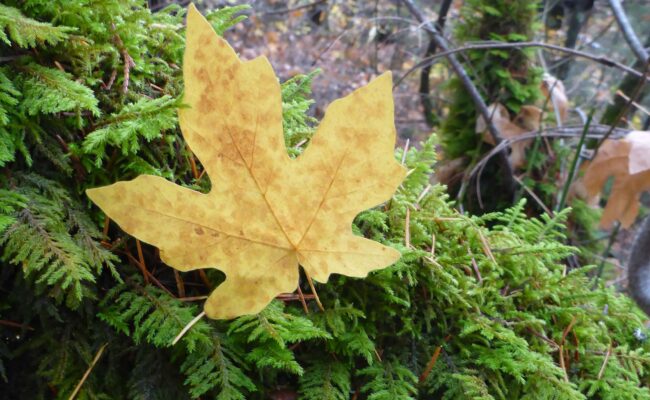 Big Leaf maple leaf. D. Burk.