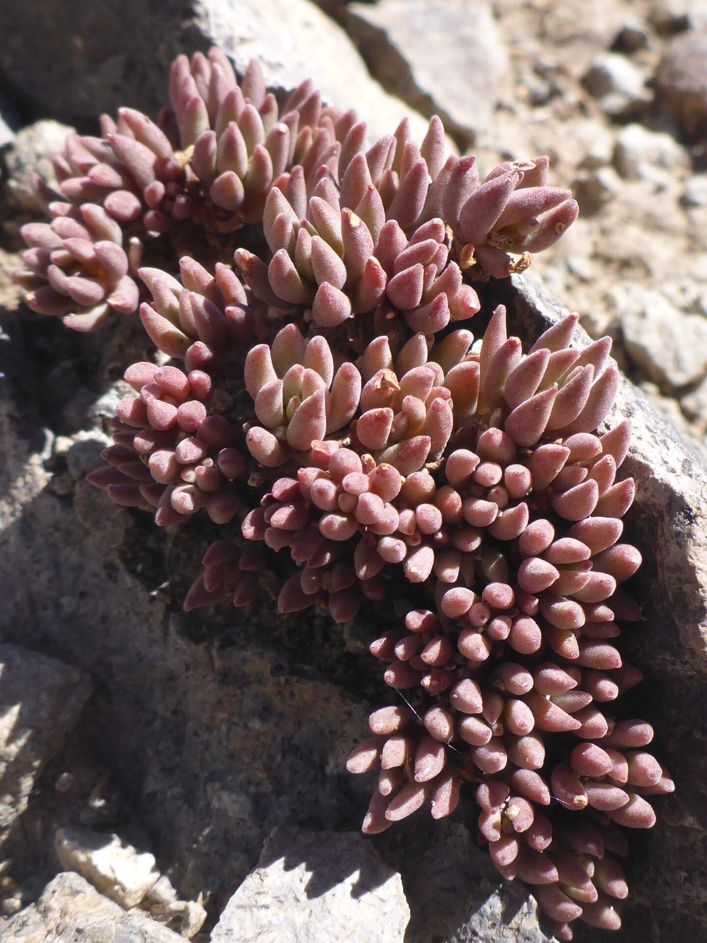 Narrow-petaled stonecrop. D. Burk. August 24, 2023. Meiss Meadow.