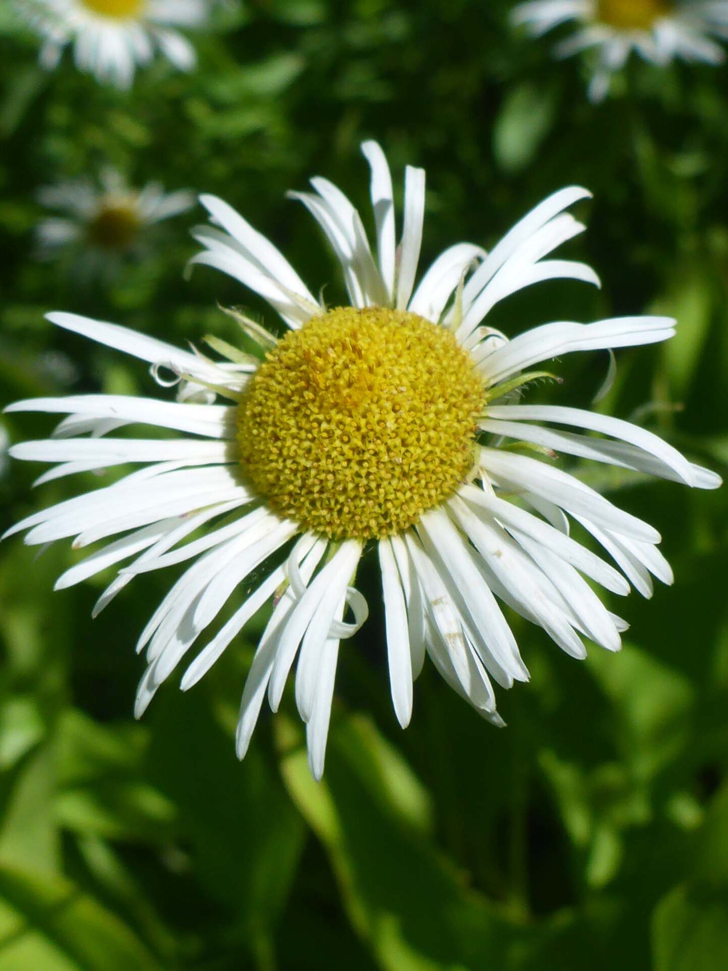 Coulter's daisy close-up. D. Burk. August 24, 2023. Meiss Meadow.