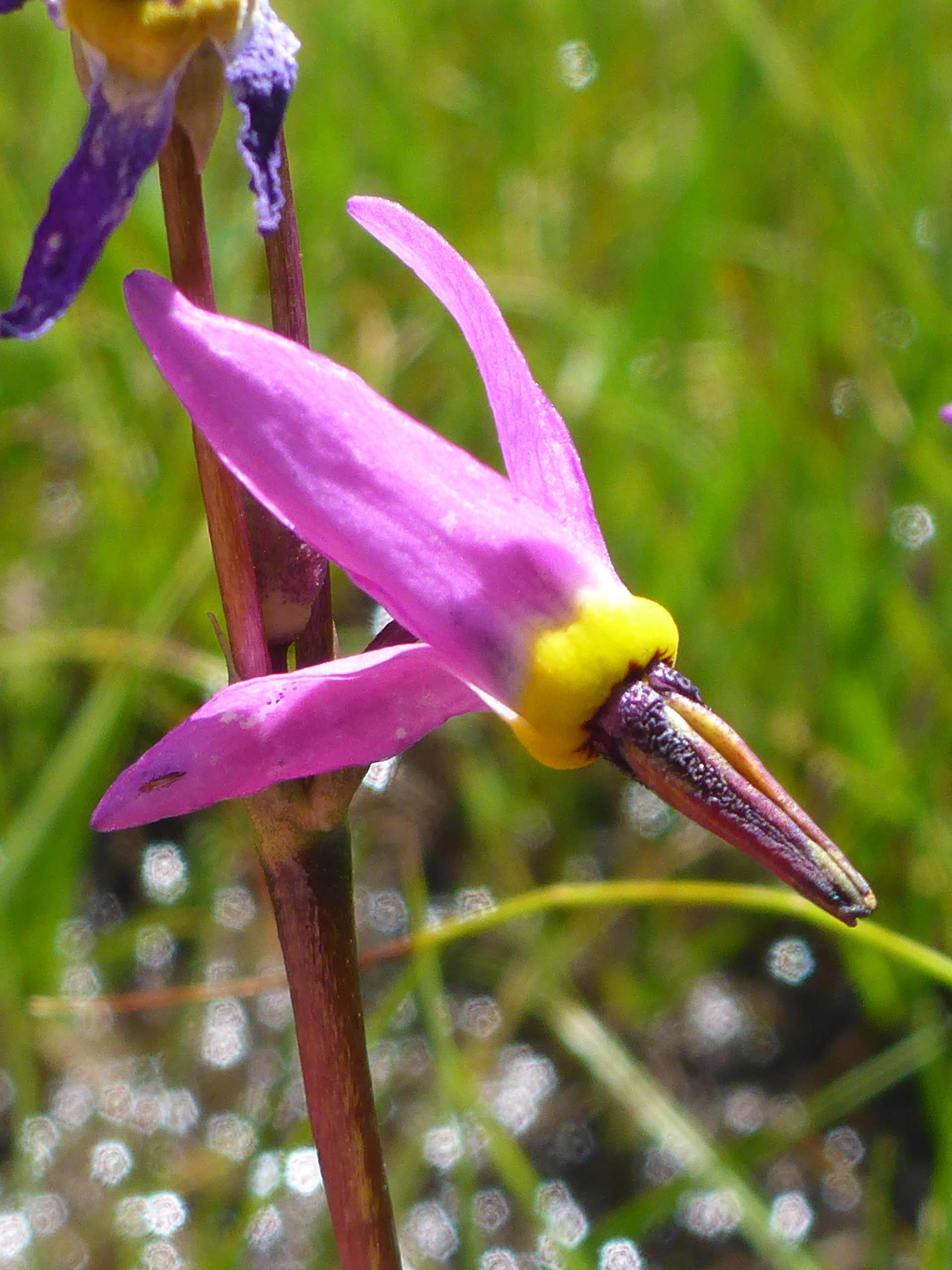 Alpine shooting star close-up. D. Burk. August 24, 2023. Meiss Meadow.