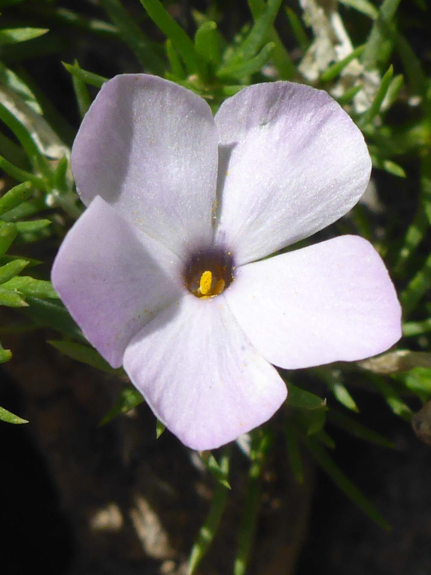 Spreading phlox close-up. D. Burk. August 24, 2023. Meiss Meadow.