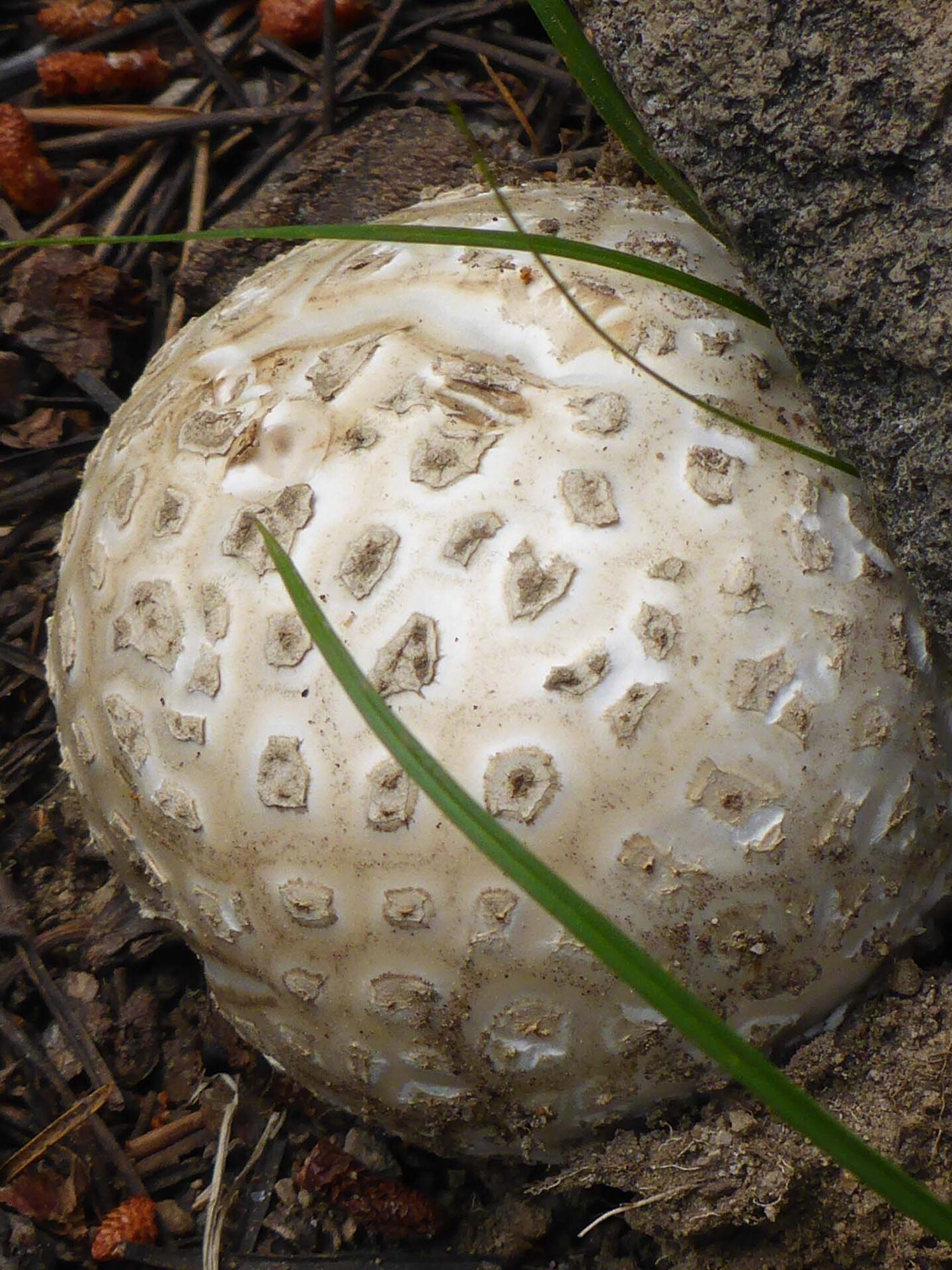 Puff ball. D. Burk. August 24, 2023. Meiss Meadow.