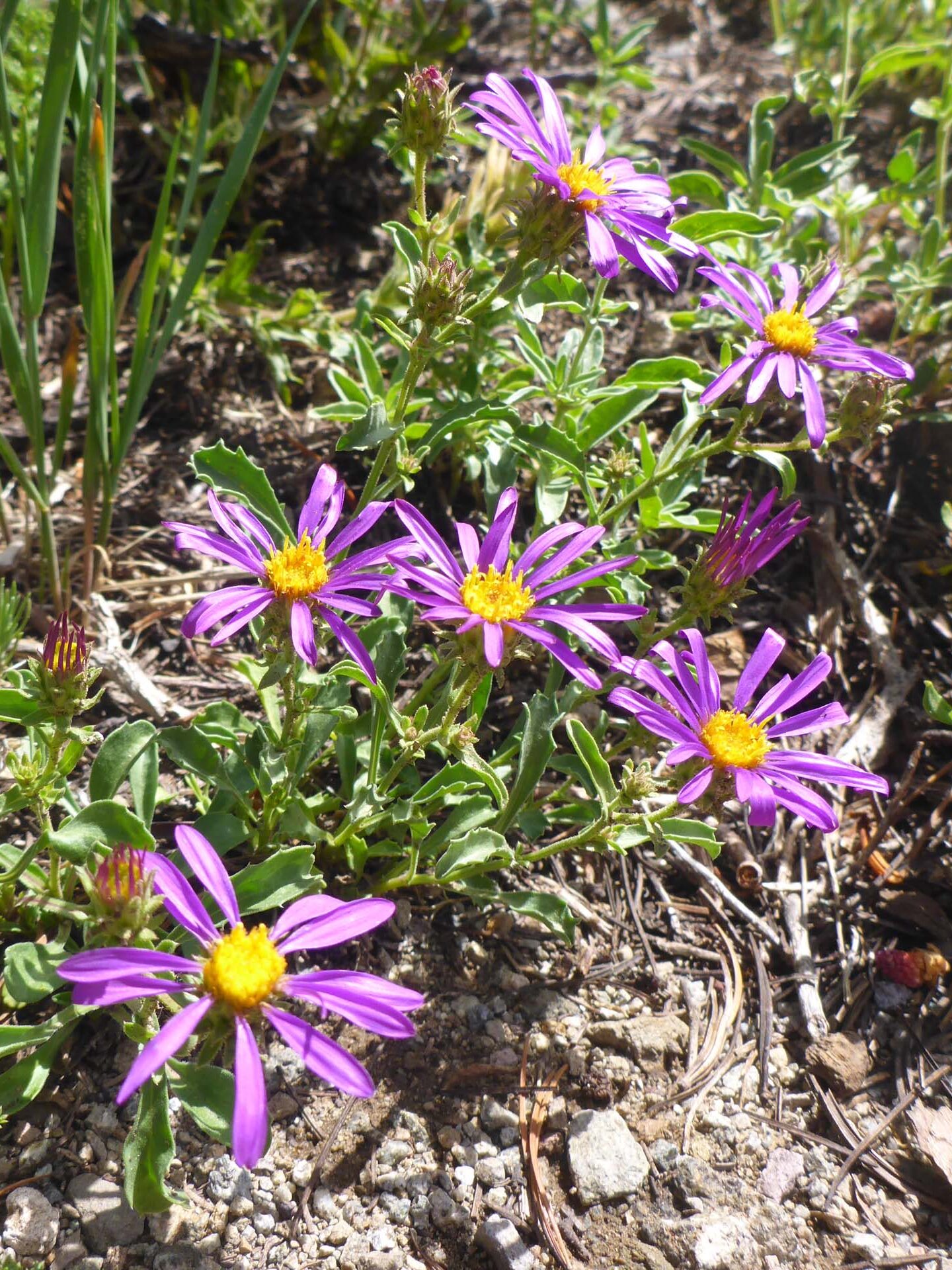 Hoary tansy-aster. D. Burk. Meiss Meadow. 24 Aug 2023.