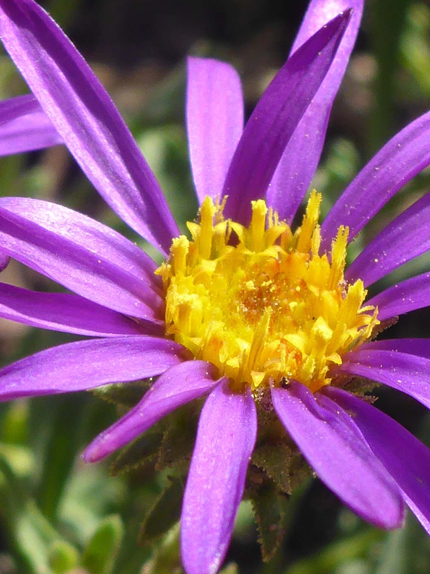 Hoary tansy-aster close-up. D. Burk. Meiss Meadow. 24 Aug 2023.