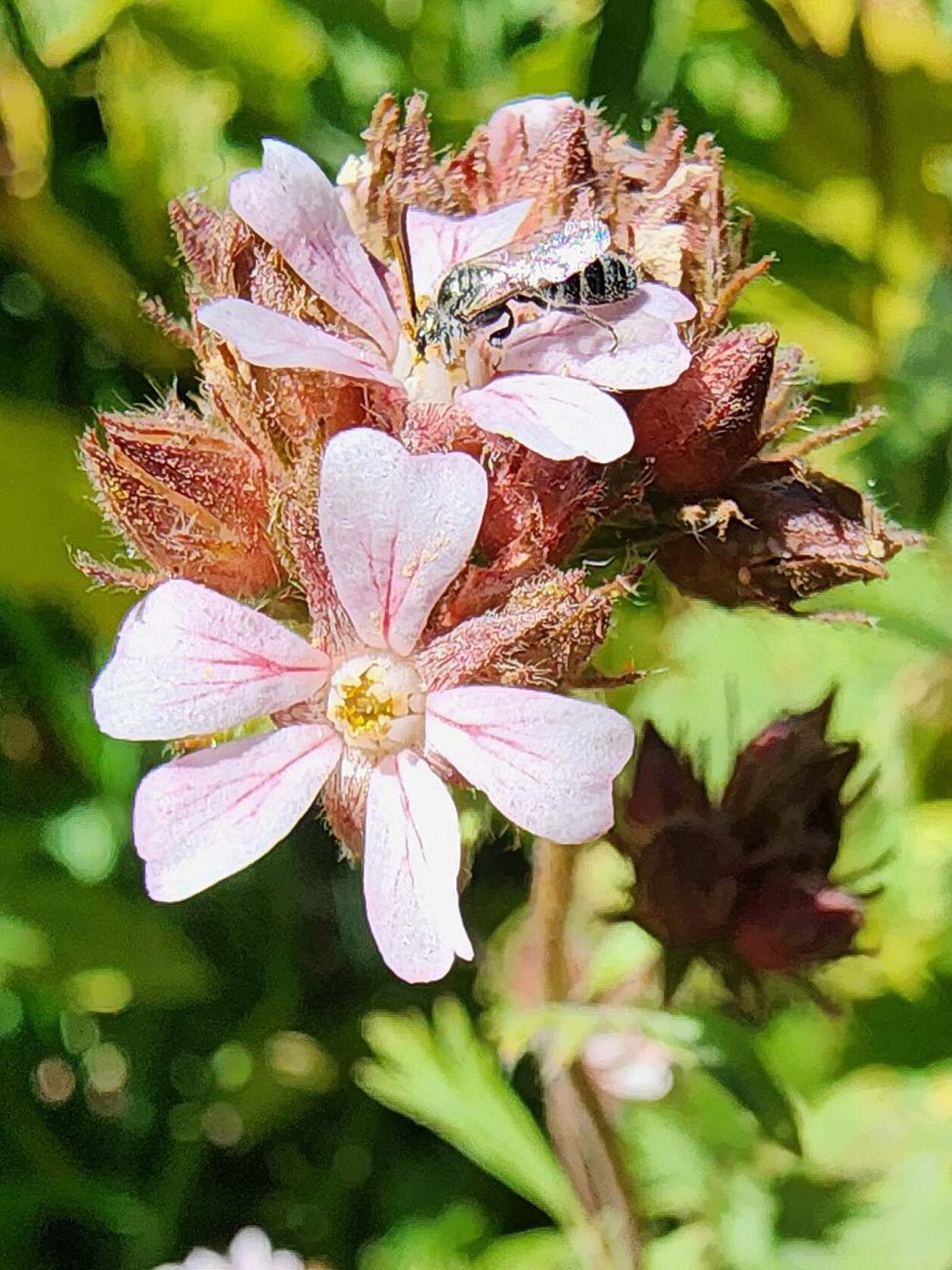 Small-flowered horkelia. B. Sweatt. August 24, 2023. Meiss Meadow.