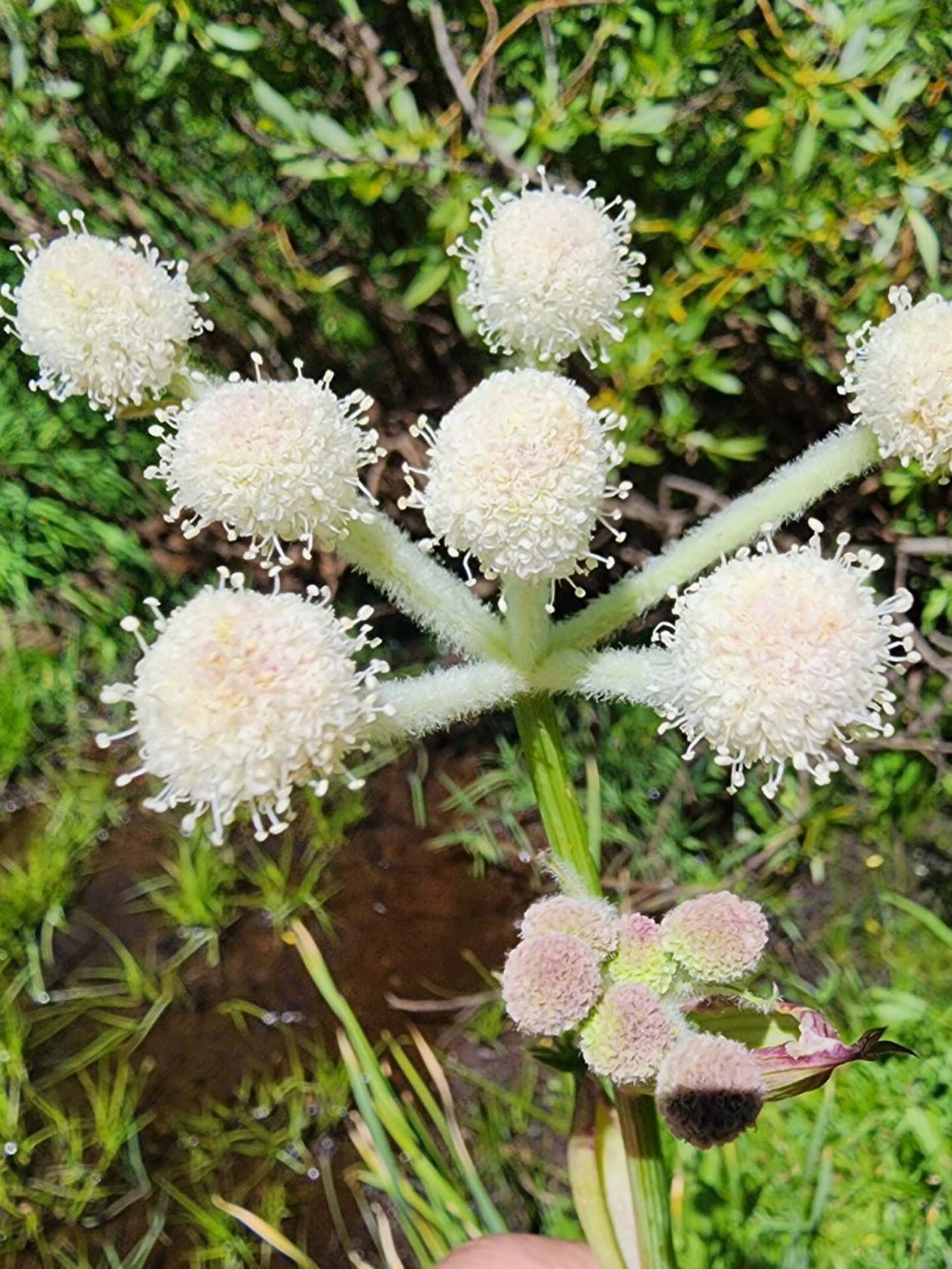 Ranger's buttons. B. Sweatt. August 24, 2023. Meiss Meadow.